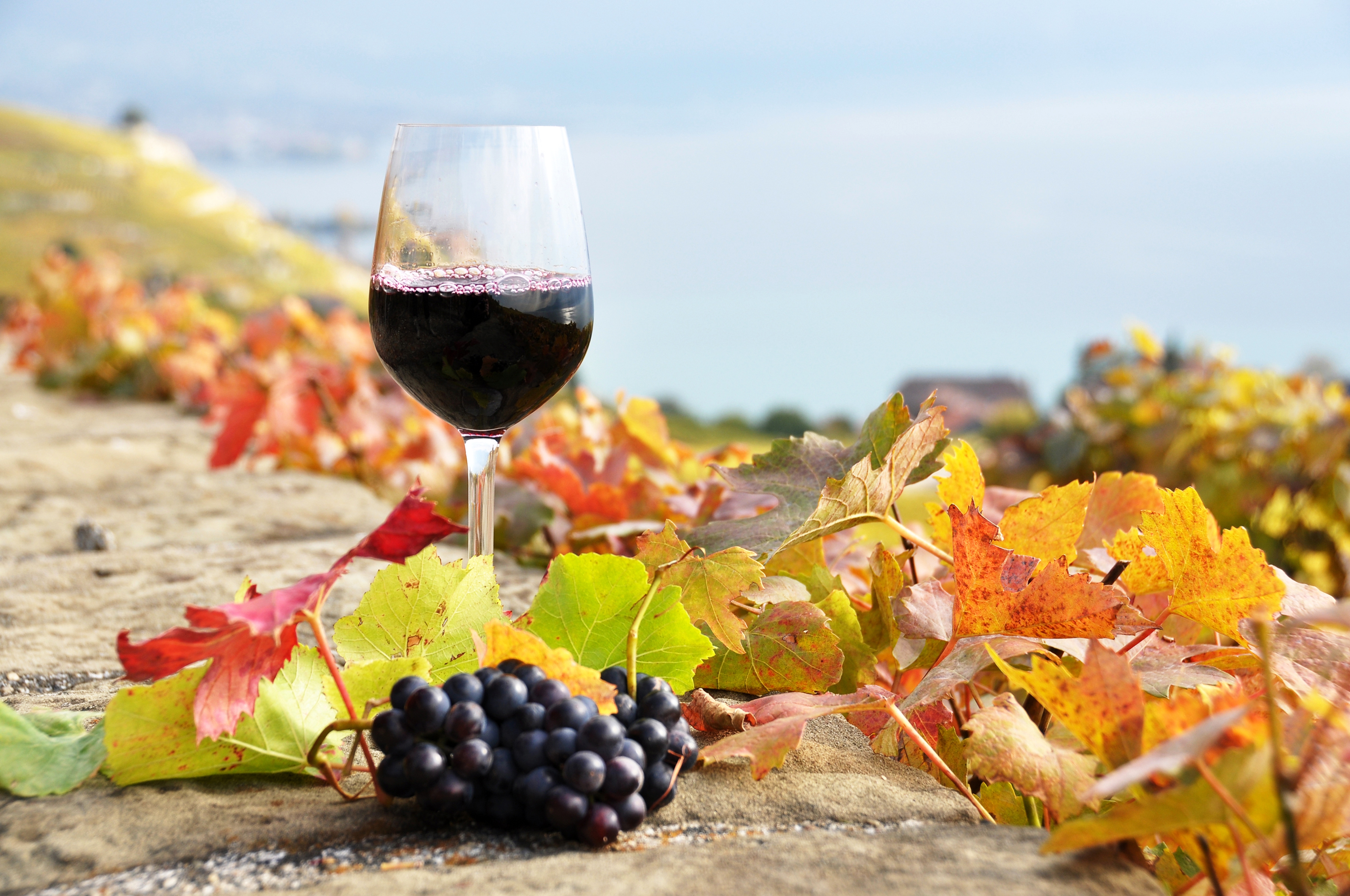 И реки полные вина. Вино осень. Виноградники вино. Виноградник у моря. Осенний бокал вина.