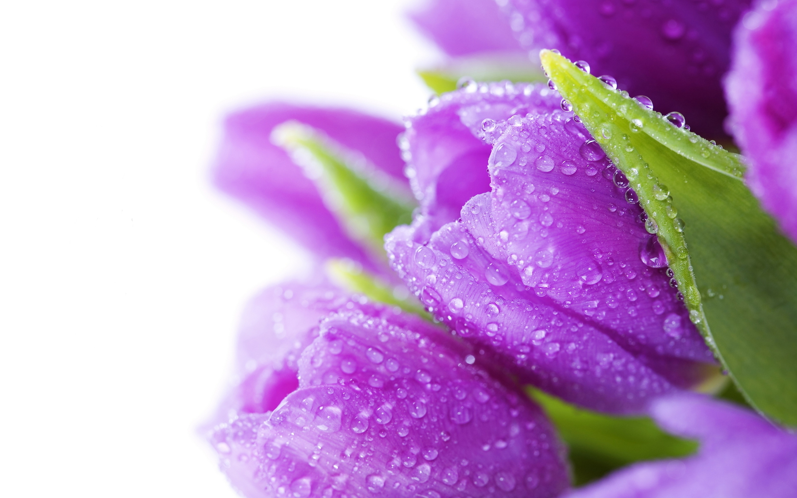 Обои bouquet, цветы, beauty, bright, drops, tulips, violet, water .