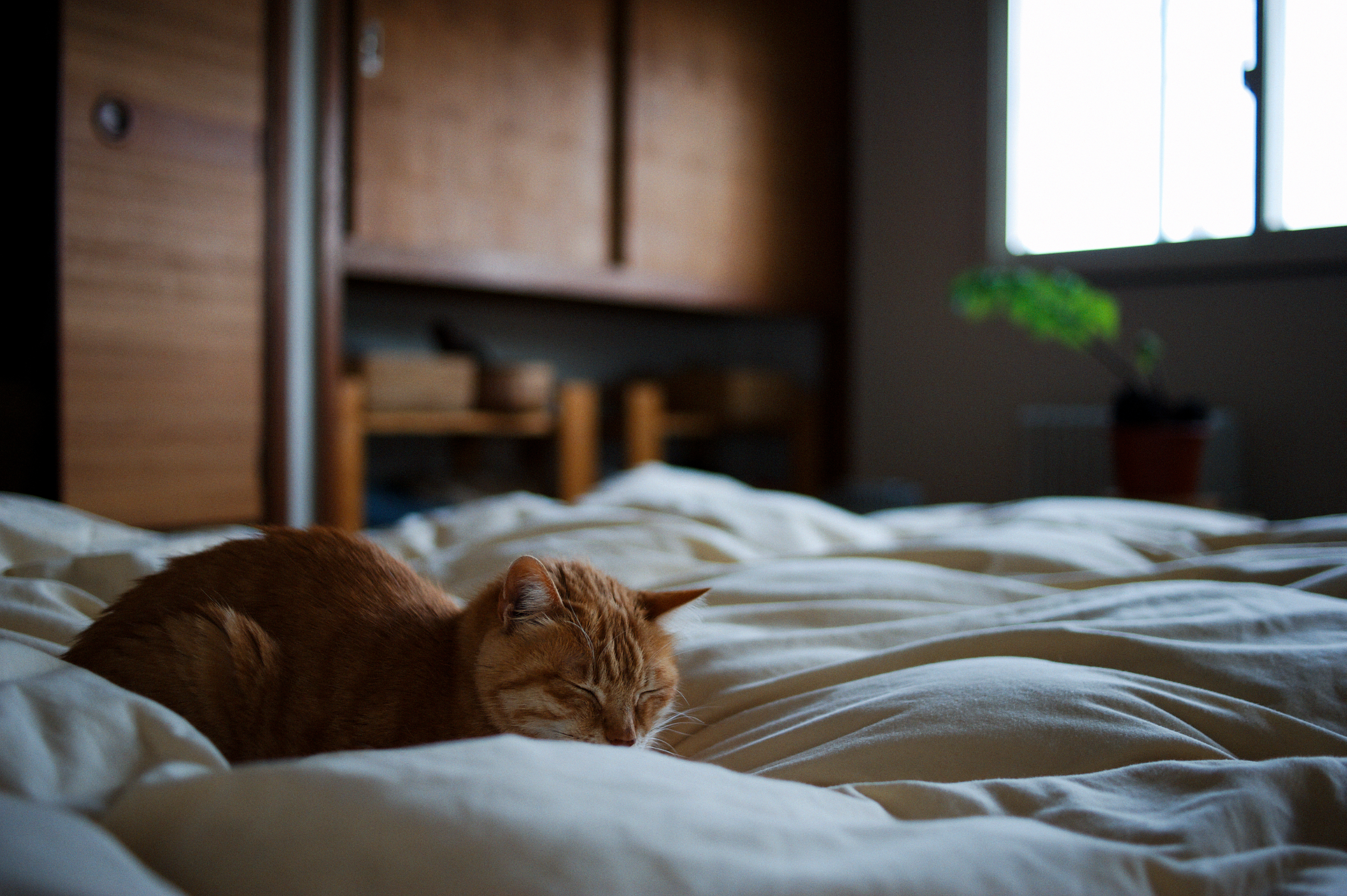 Никуда спи. Котик в кровати. Кошачья кровать.