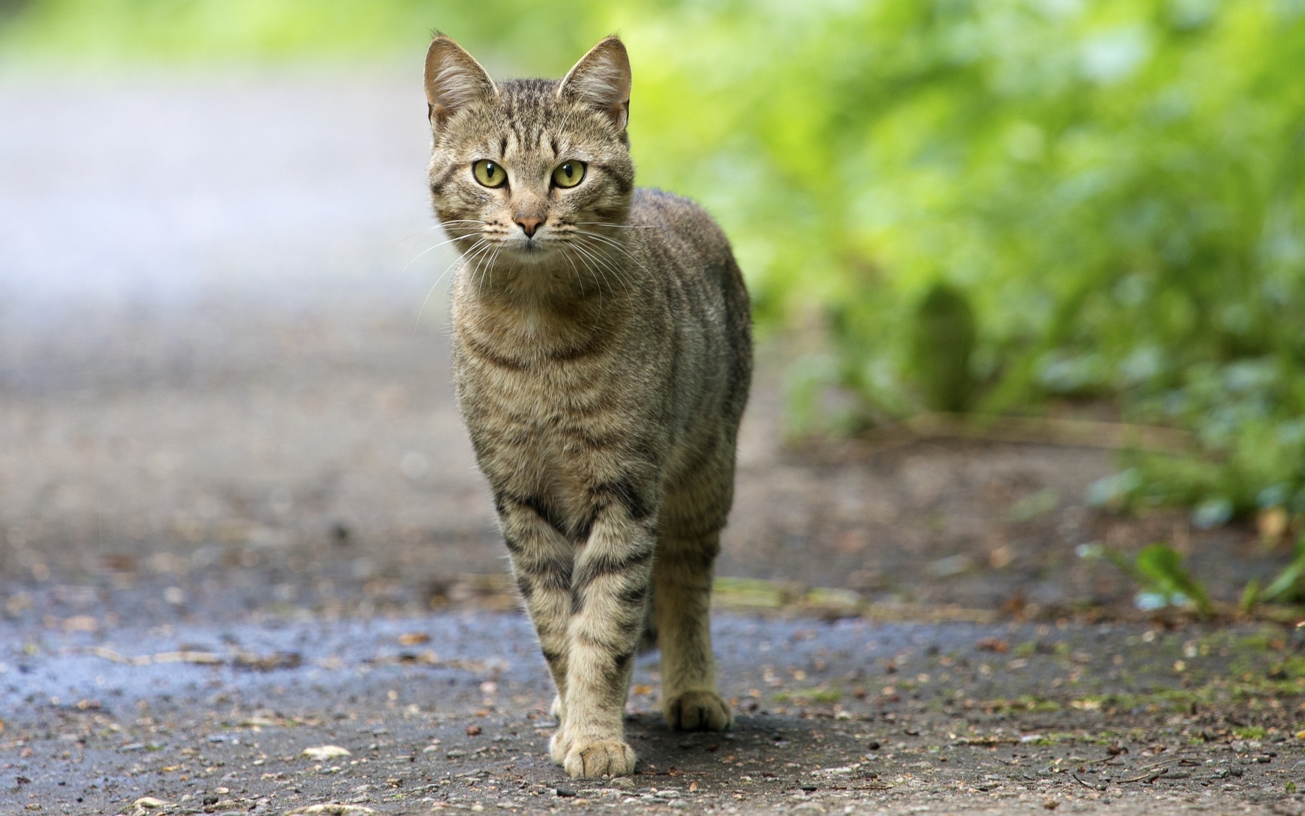 Que significa que tu gato te amase