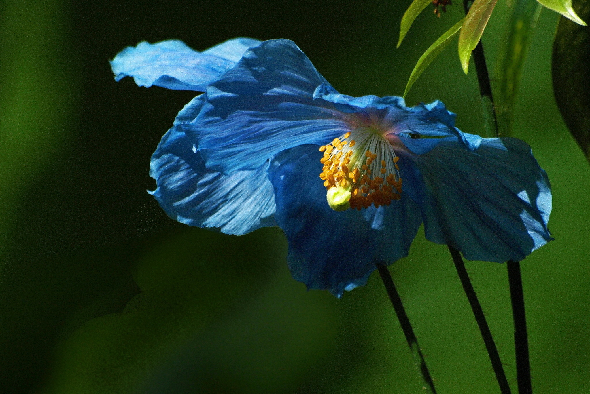 Наклоняешься к голубому цветку и с удивлением. Меконопсис Гималайский. Голубые цветы. Синие цветочки. Синий цвет.
