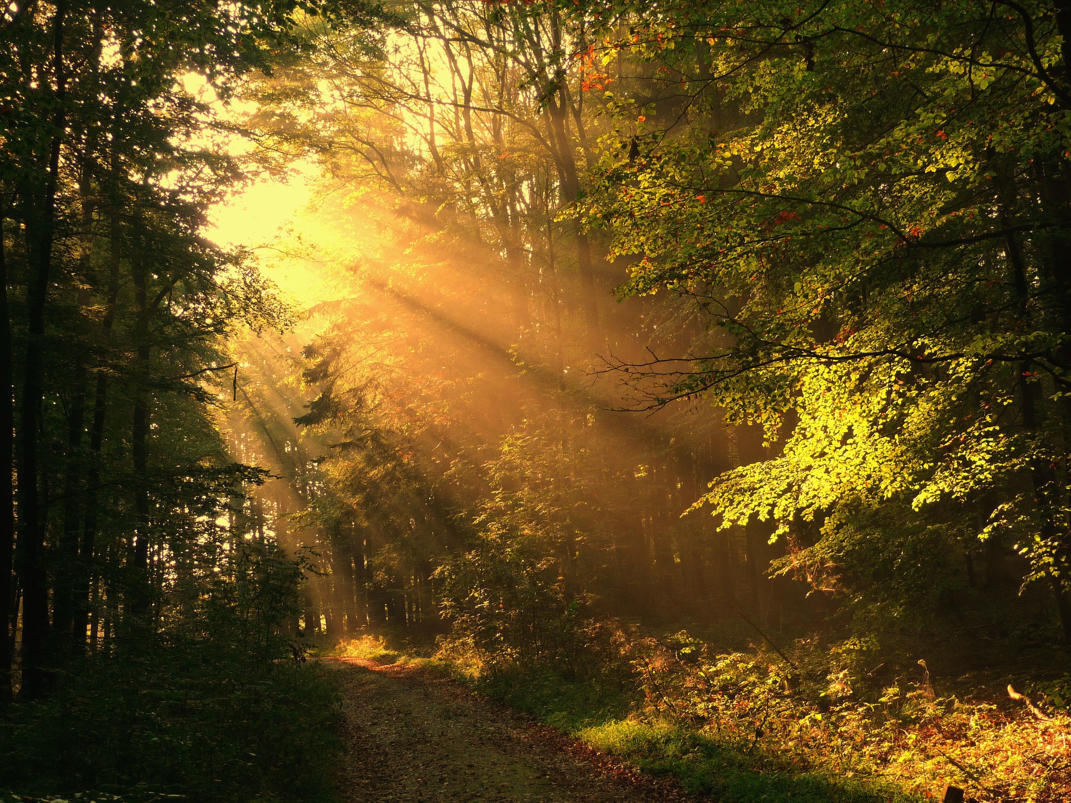 Лес солнце и звезды. Лучи солнца. "Солнце в лесу". Луч света в лесу. Солнечный лес.