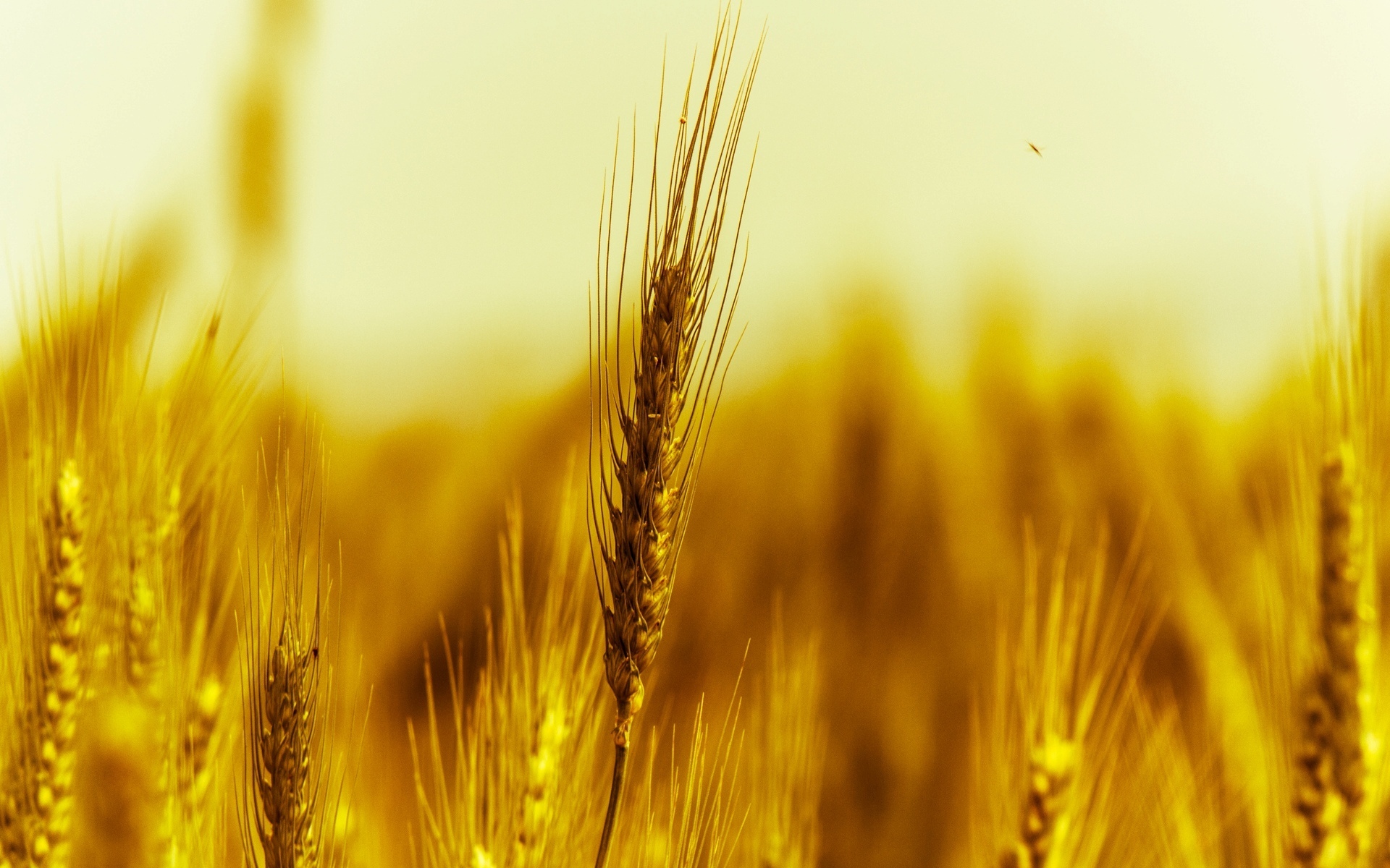 В тишине полей наливаются золотом колосья. Колосья пшеницы. «Юнион пшеница. Пшеница Колос Колос. Поле с колосьями.