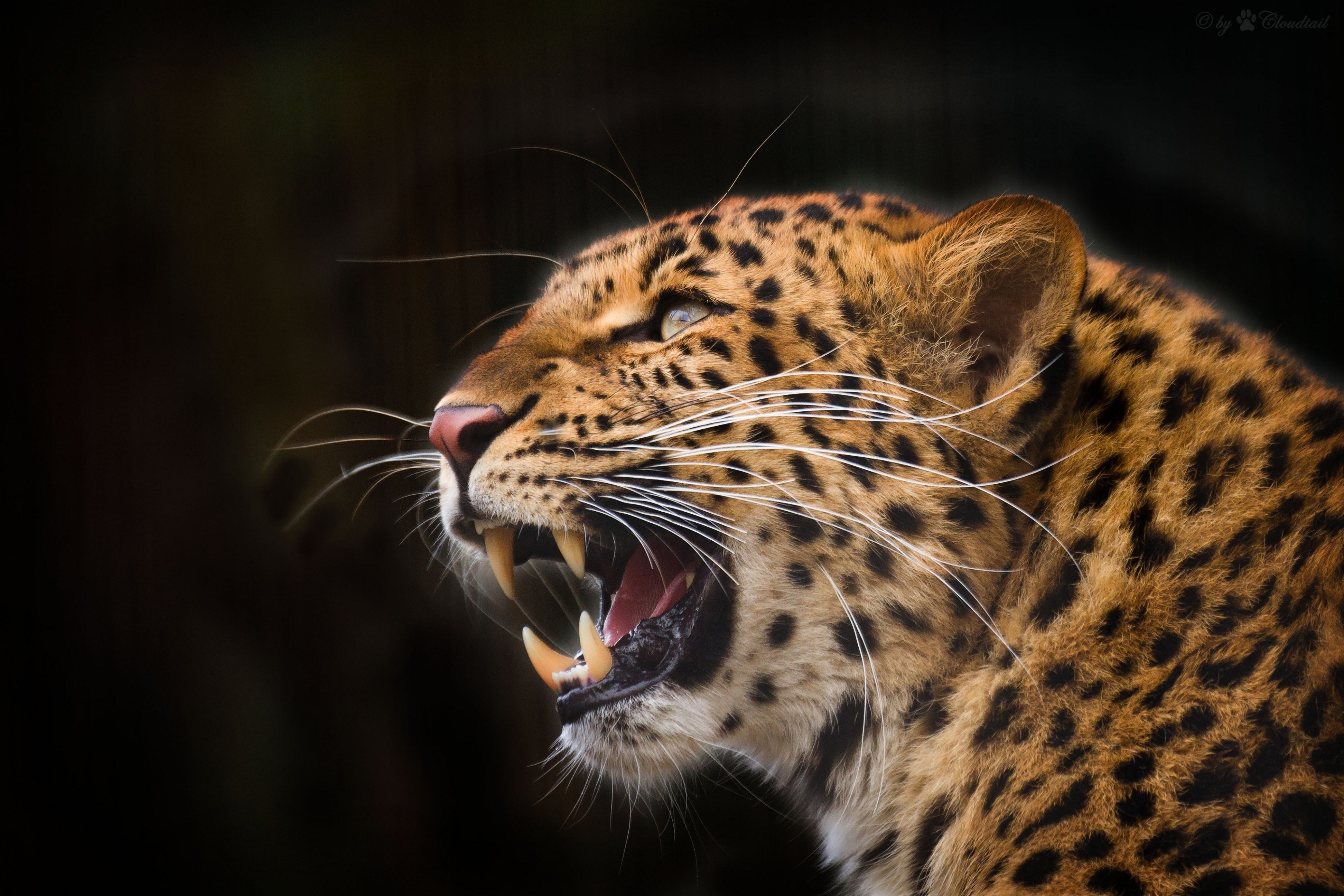 Голова дикой кошки. Дальневосточный леопард рычит. Хищные животные леопард. Леопард морда. Гепард оскал.