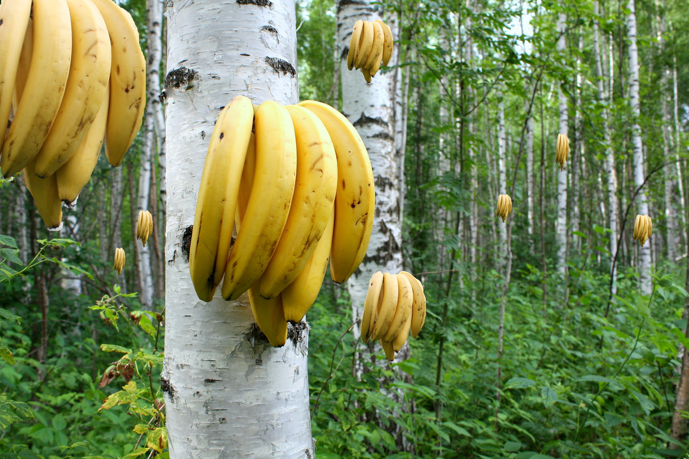 Бананы растут в россии. Бананы на Березе. Банан дерево. Бананы YF LHTDT. Бананы на Пальме.