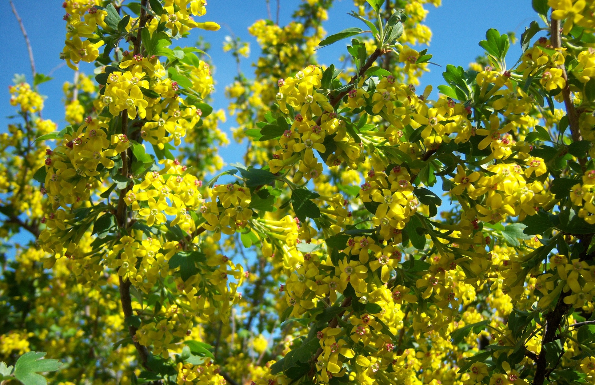 Кусты цветут желтыми цветами весной название. Цветущая йошта. Смородина золотистая (ribes Aureum). Смородина золотистая Алтаргана. Смородина кусты желтые цветение.