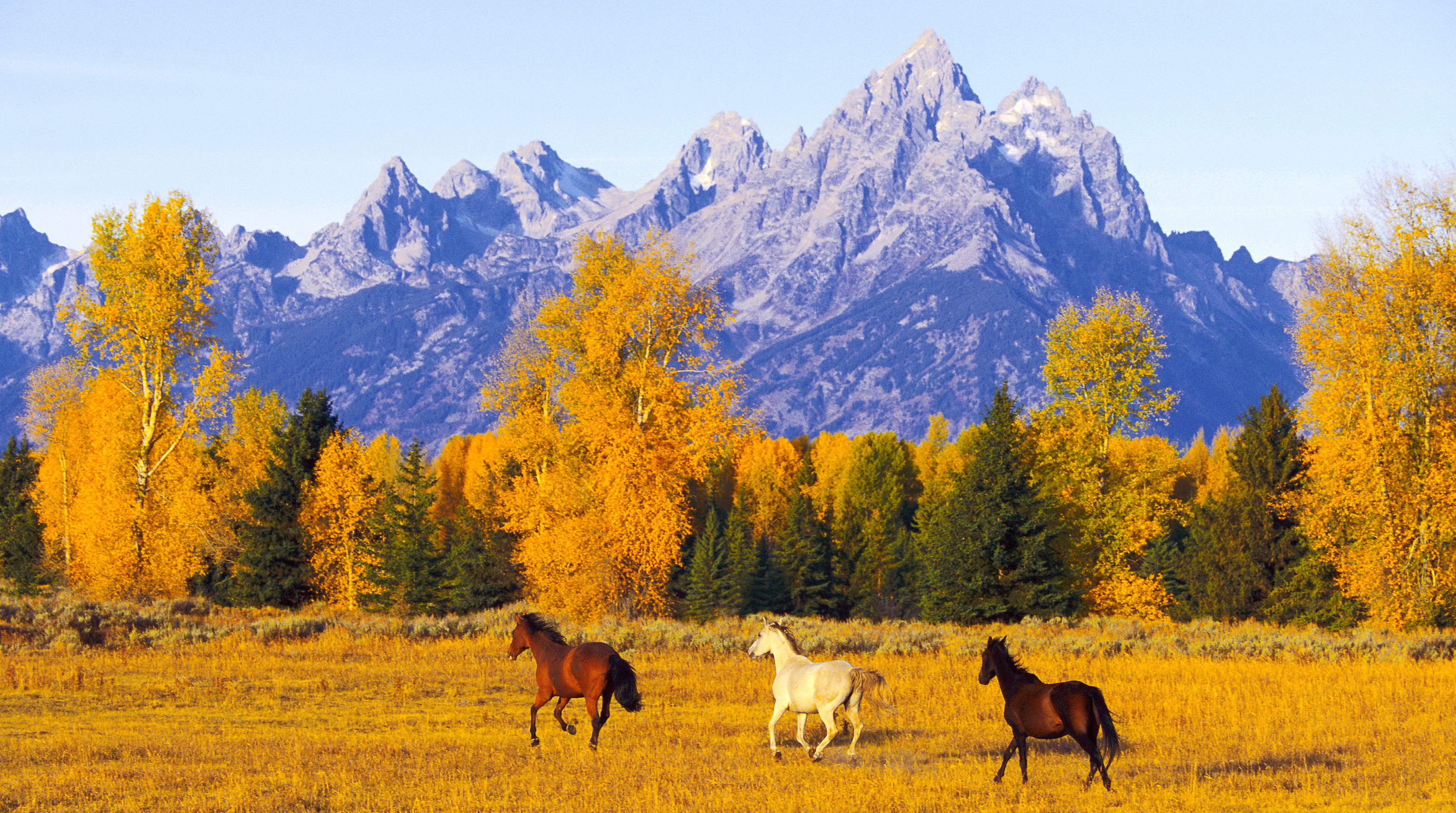 Horses fall. Осень в горах. Лошади в горах. Горы осенью. Казахстан природа.