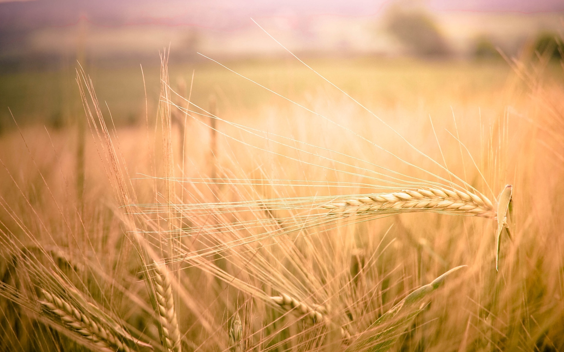 Пшеничный фон. Поля рожь Кубань. Краснодар Кубань пшеница рожь. Пшеничное поле. Поле с колосьями.