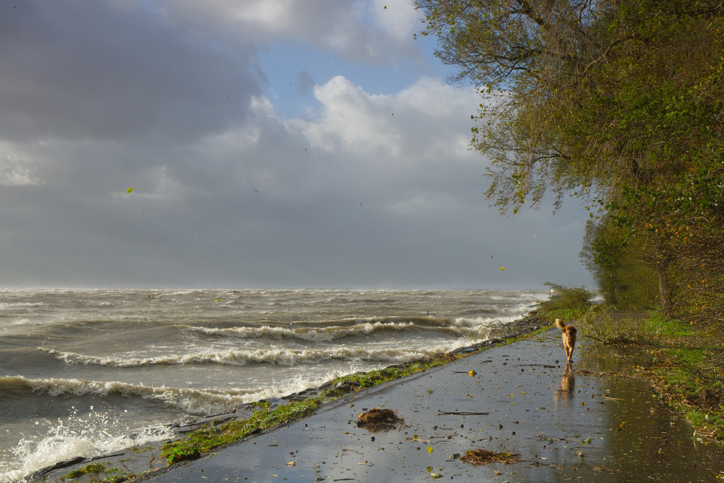 На берег выброшен грозою. Река Эридан Балтийское море. Пасмурный пляж. Река ветра. Море в непогоду.