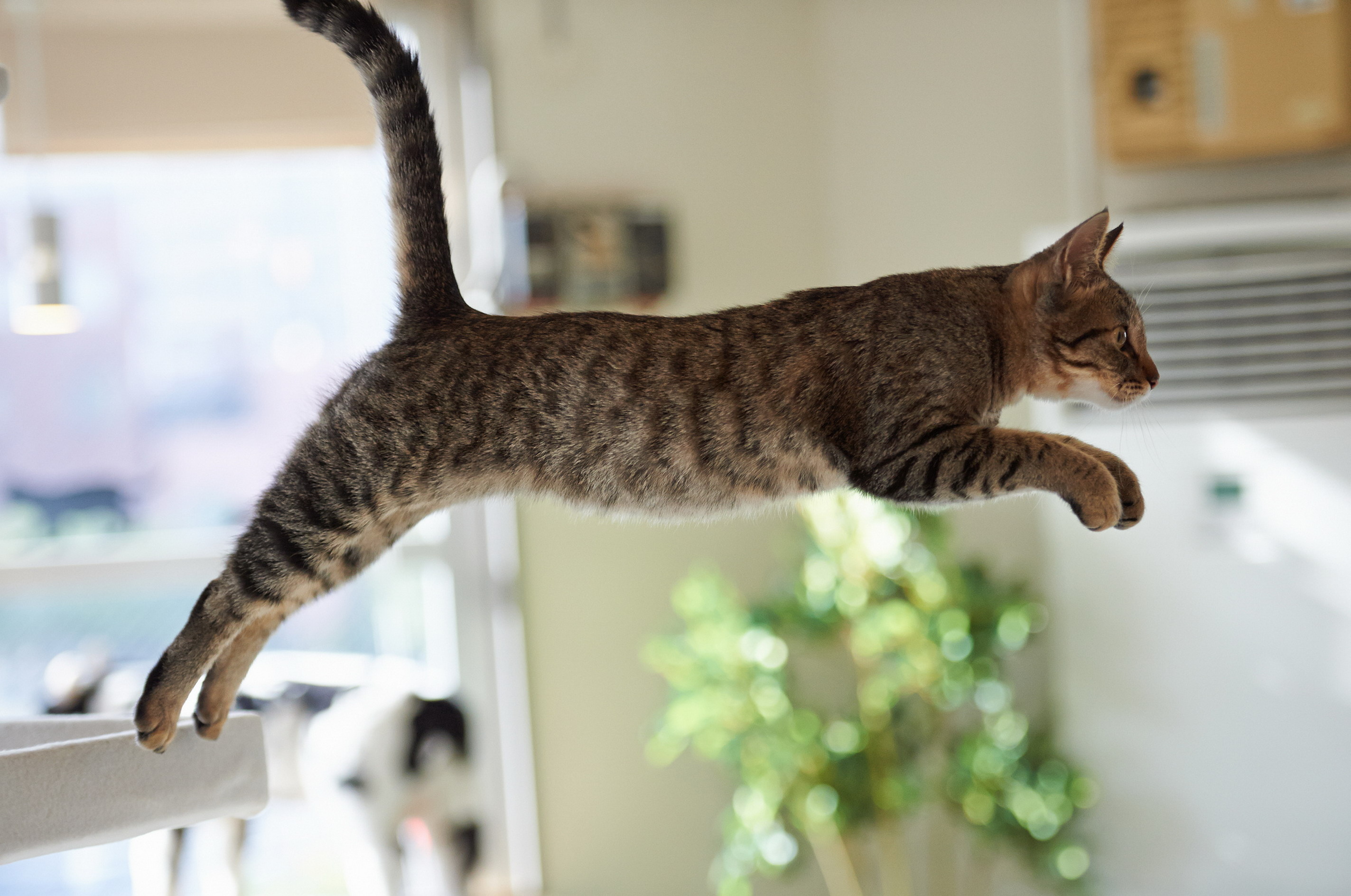 Кошачья квадробика. Кошка. Кот прыгает. Кошка домашняя. Кошки фото.
