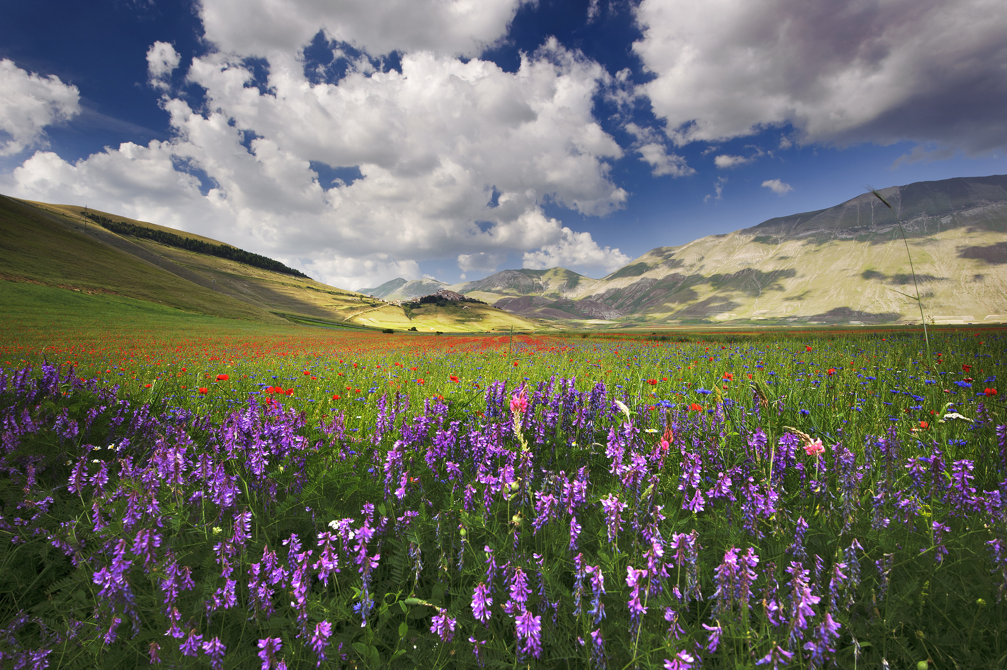 Холмы цветы. Цветочная Долина, Перуджа, Италия. Альпийские Луга Италии. Умбрия цветочные поля. Бескрайние Луга Шотландии.