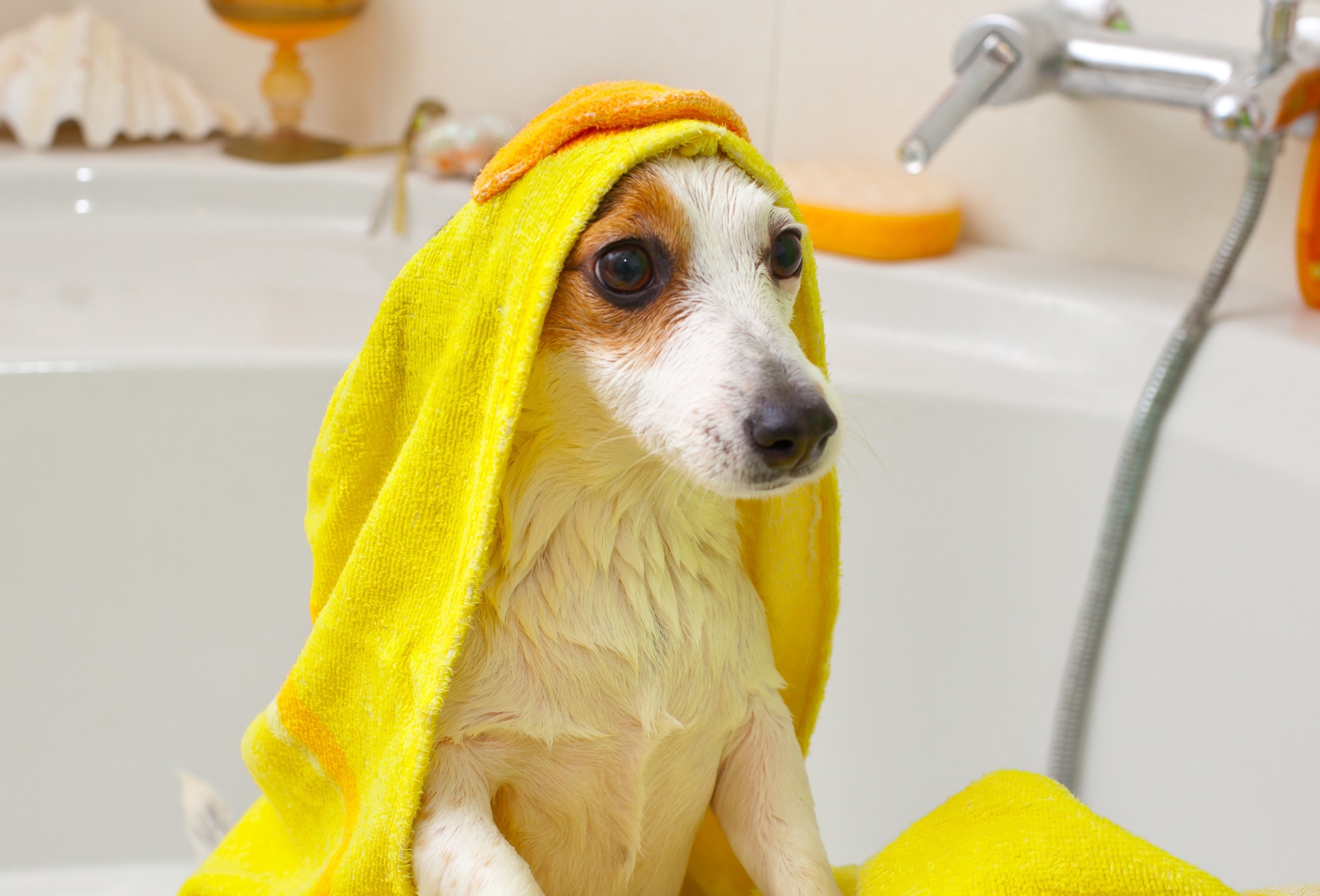 Когда можно купать собаку после. Мытье собаки. Ванна для собак. Собака в полотенце. Собака в ванной.