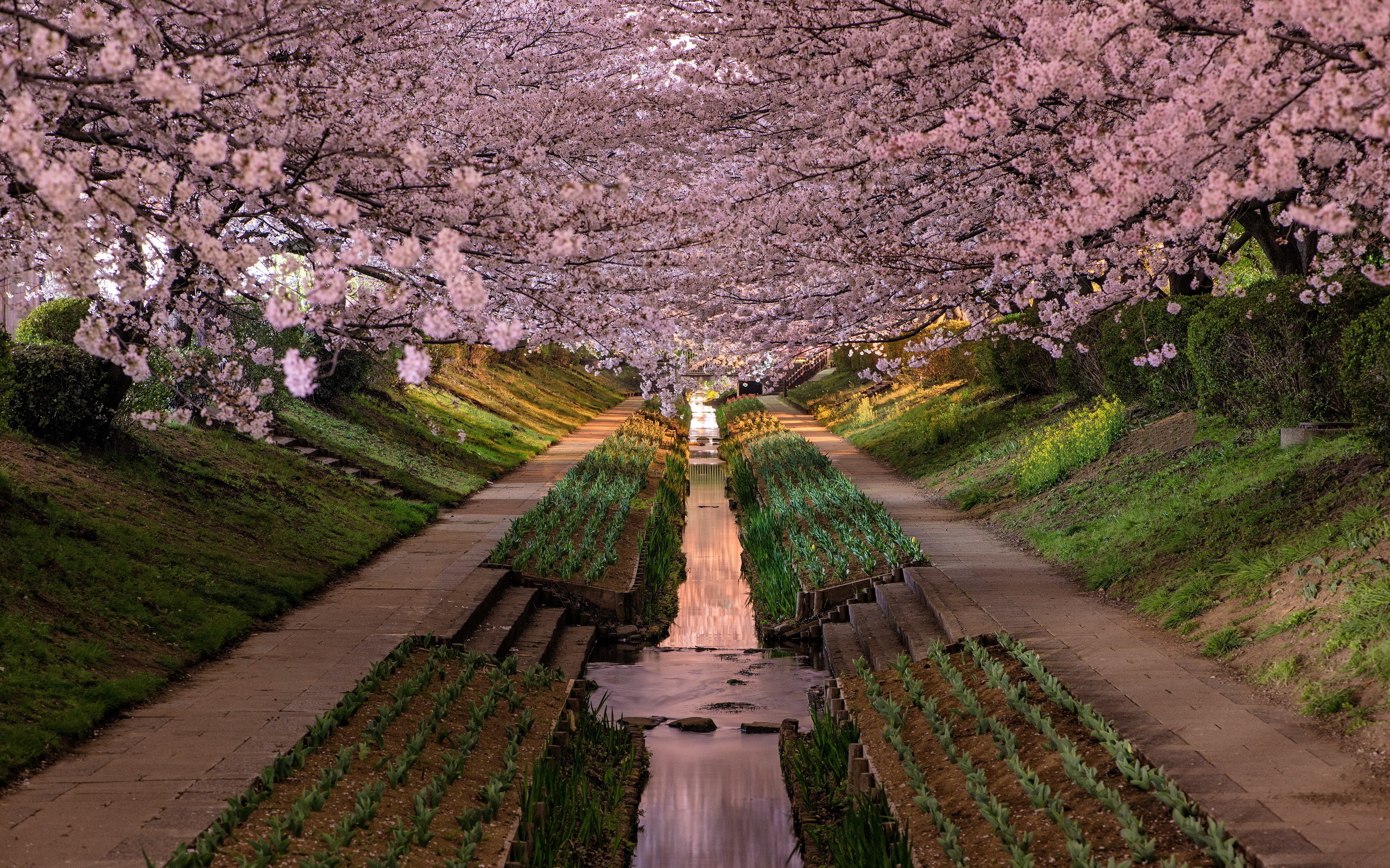Красивая корея видео. Япония Префектура Канагава. Йокогама Япония Сакура. Йокогама Япония сад. Парк Ойши Япония.
