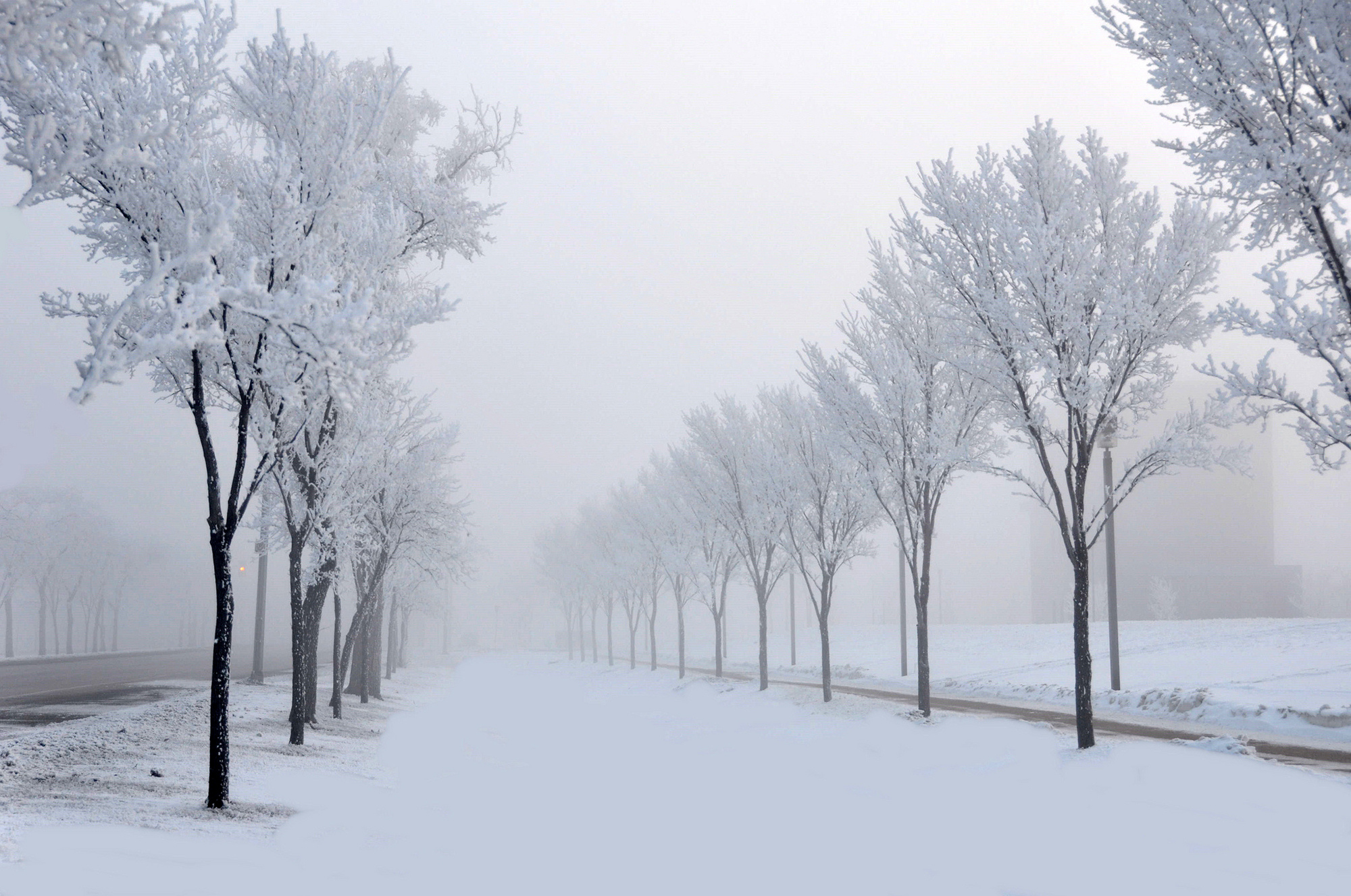 Snowfall. Зимняя аллея. Деревья зимой в городе. Снежные деревья в городе. Аллея зимой.