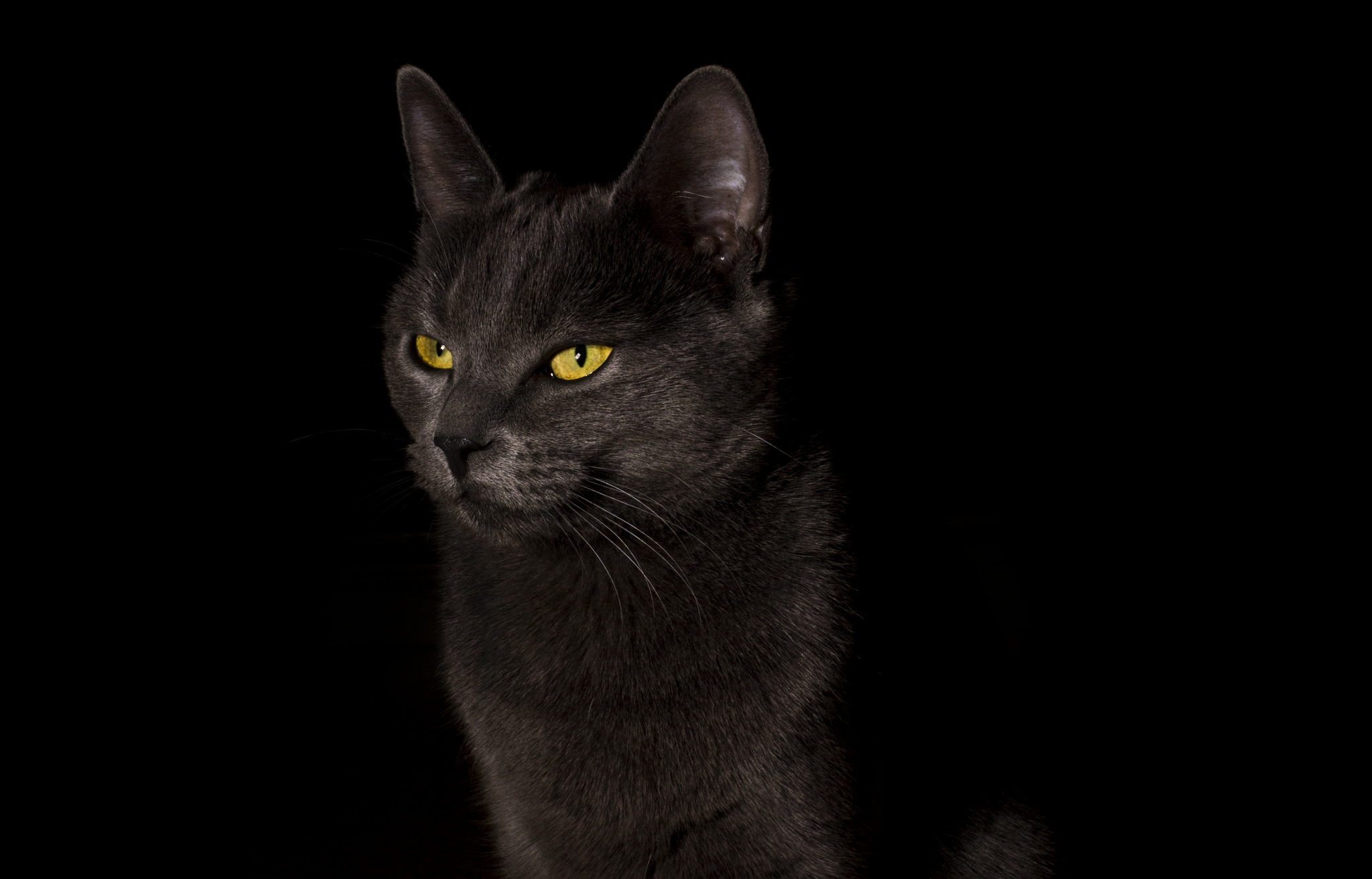Черное фото на весь экран. Черные обои. Обои на рабочий стол кошки. Фото кота на черном фоне. Черный фон картинка.