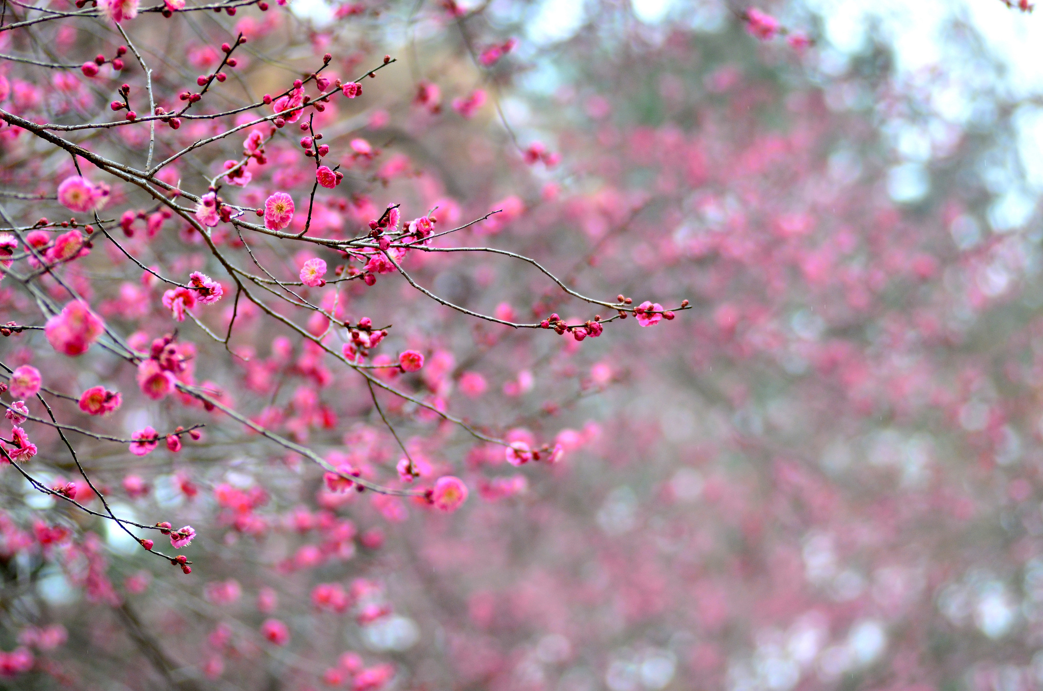 Дерево с розовыми ветками. Японский абрикос цветение. Японская слива цветение. Сакура абрикос. Сакура японская листья.