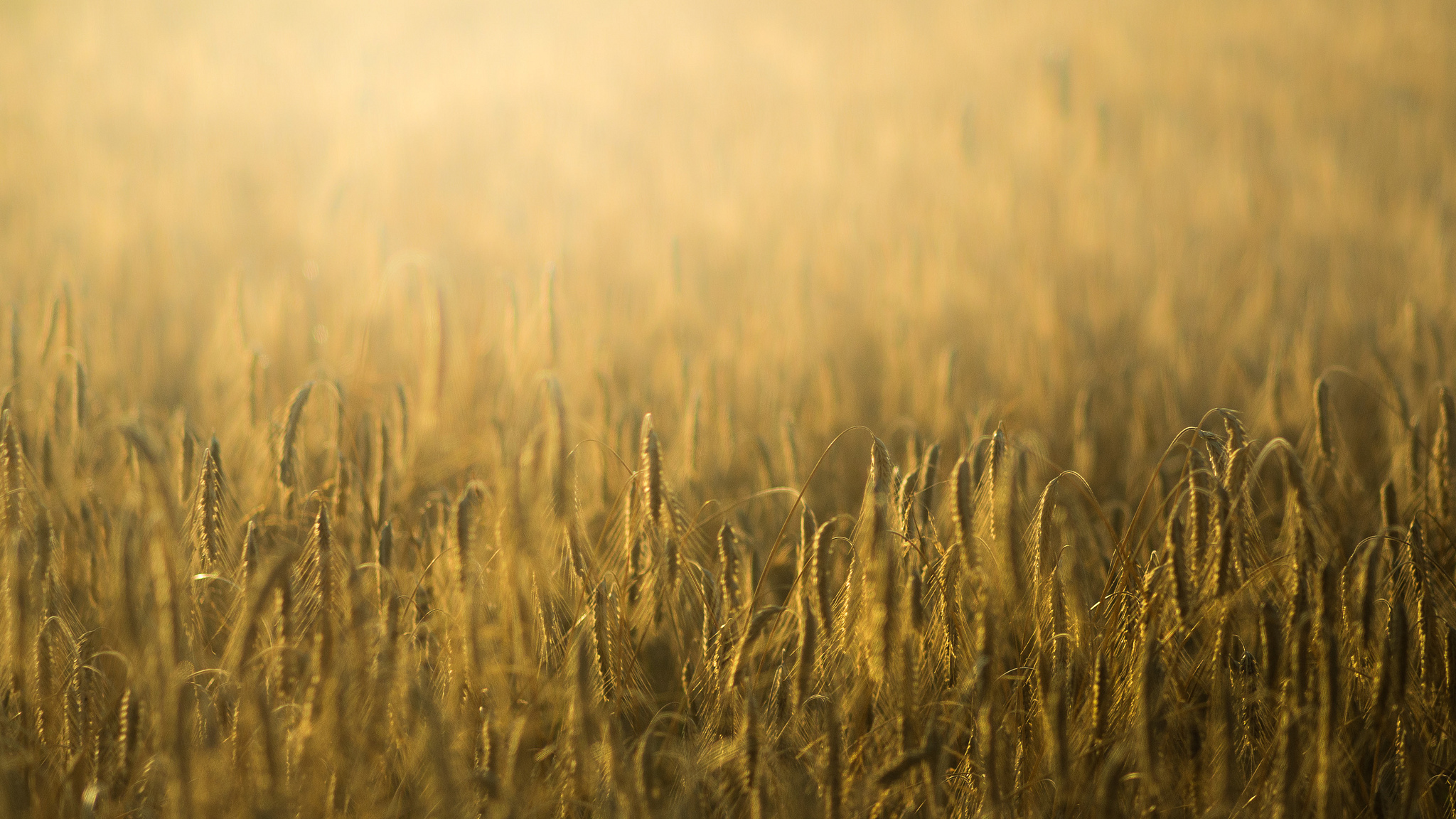Пшеничный фон. Поле с золотыми колосьями. Пшеничное поле. Пшеничное поле фото. Фон поле.