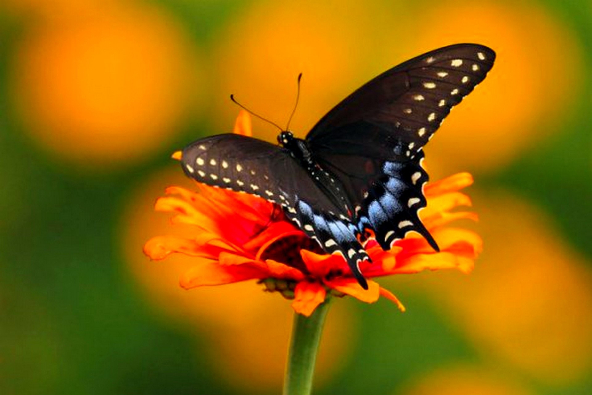 Бабочка Махаон черно оранжевая