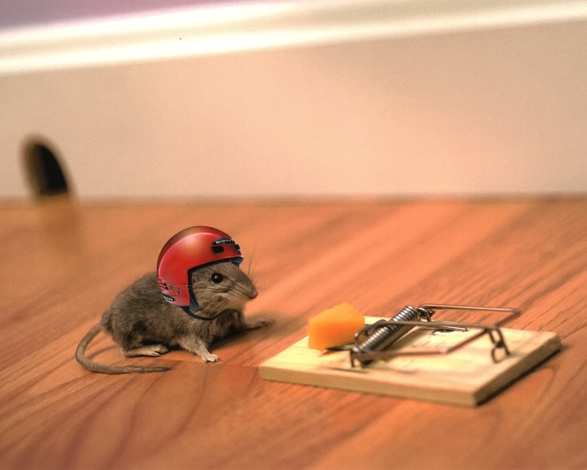 Обои мышь, мышеловка, сыр на рабочий стол