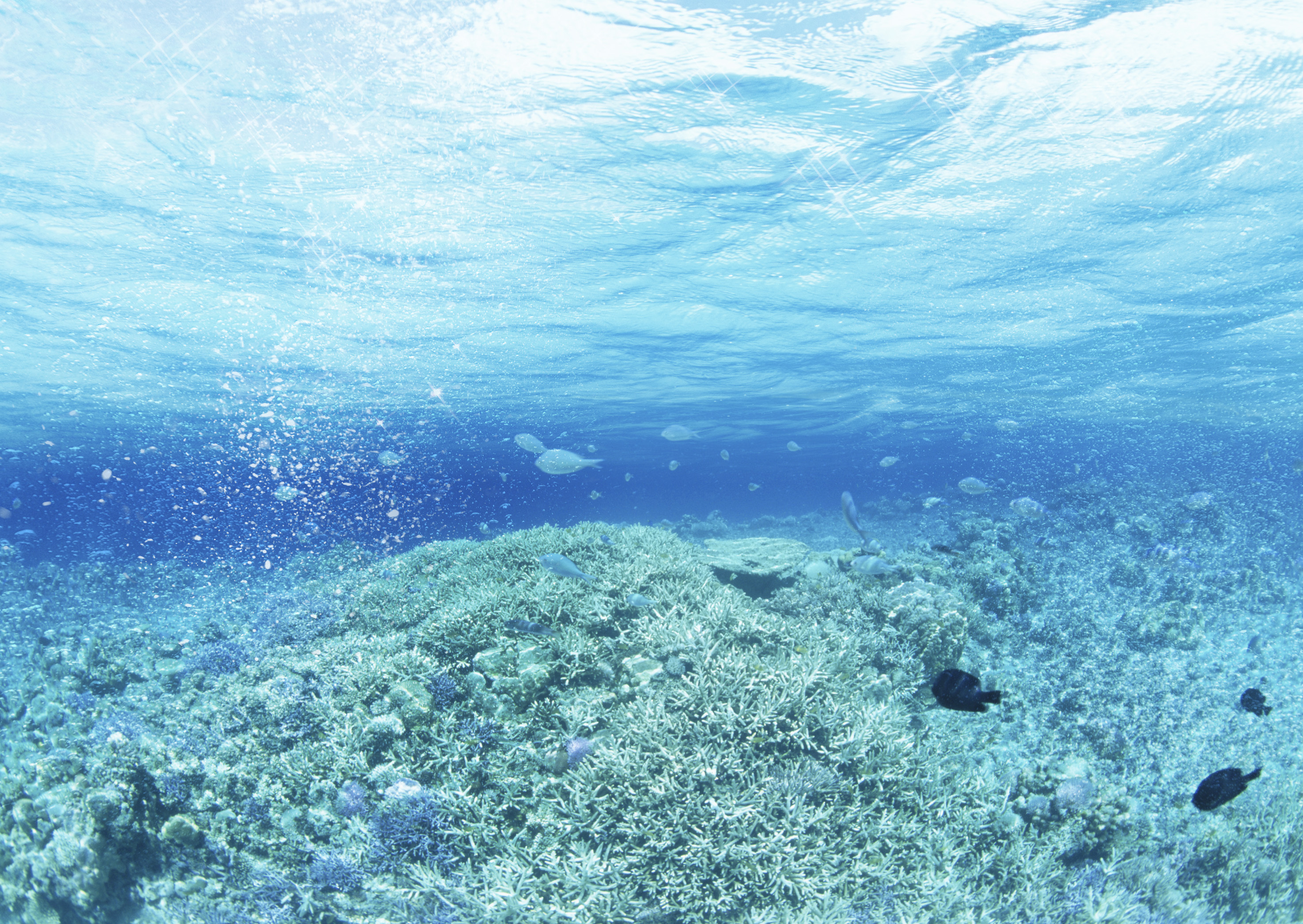 Что находится в воде рыбы. Саргассово море водоросли. Дно Ледовитого океана. Подводный мир Саргассова моря. Морское дно.