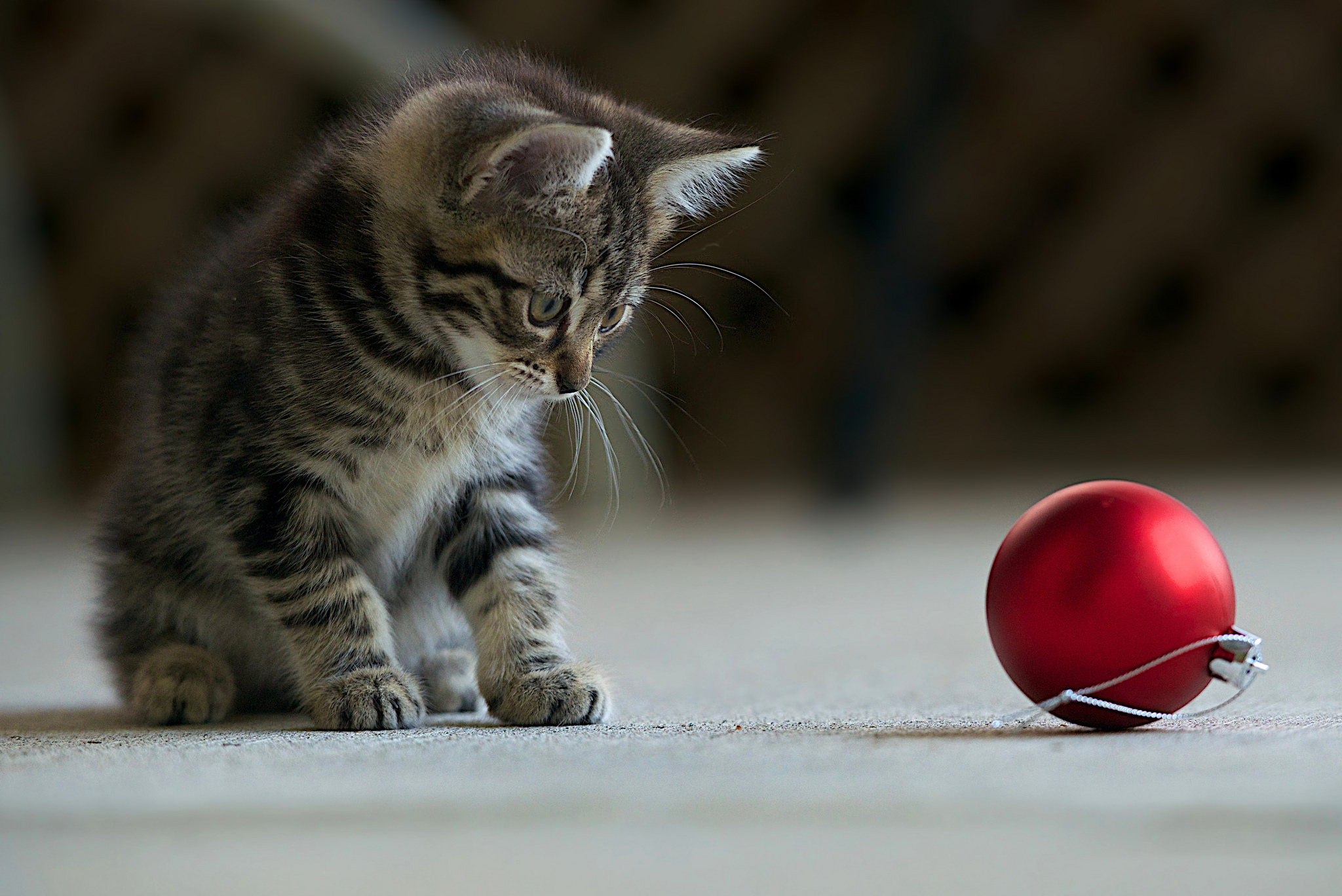 Котята весело играют. Полосатый котенок. Играющий котенок. Котенок с мячиком. Котята играются.