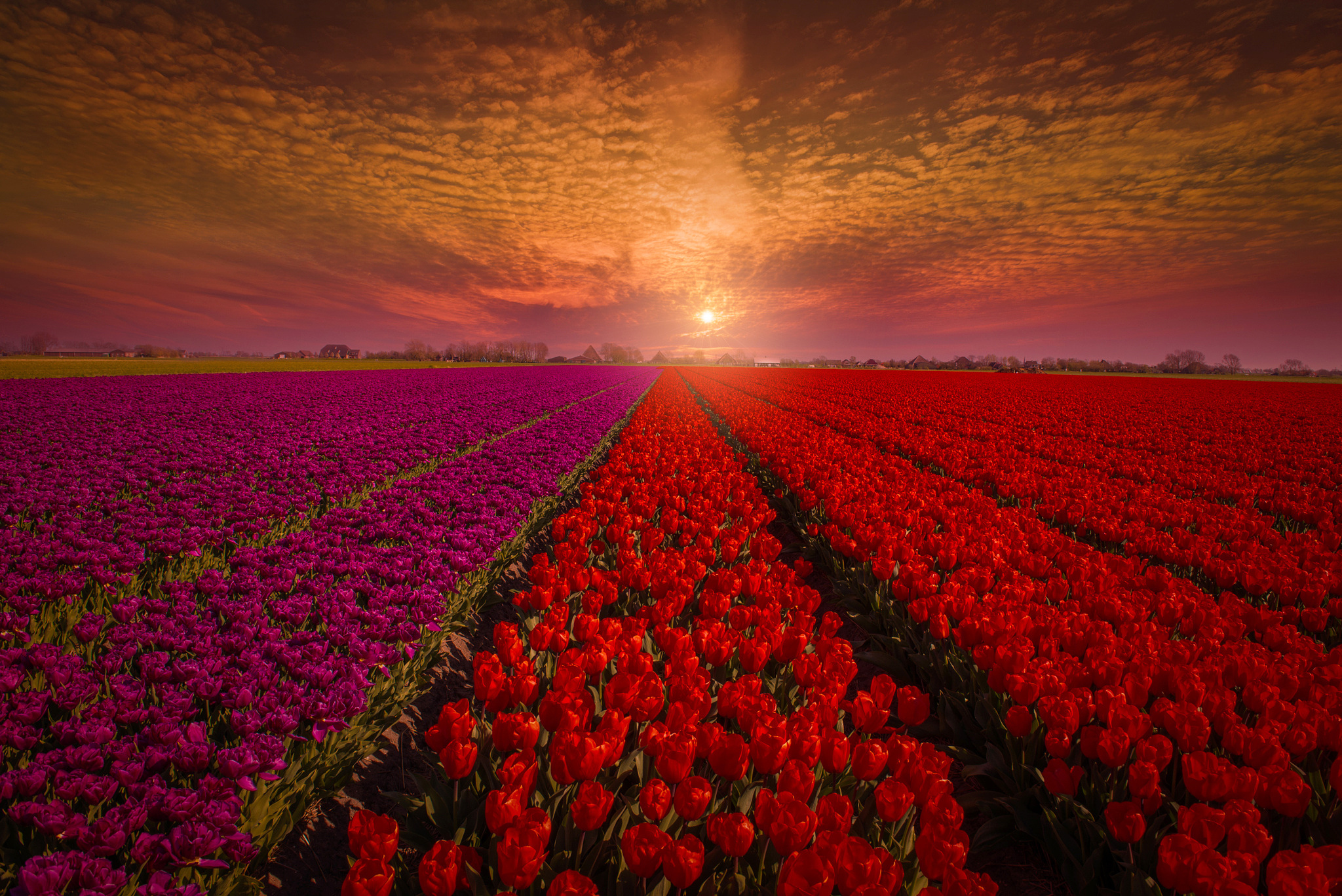 Много цветов в природе. Тюльпановые поля в Голландии. Тюльпановое поле Голландия закат. Тюльпаны красные плантация Голландия. Плантации роз в Голландии.