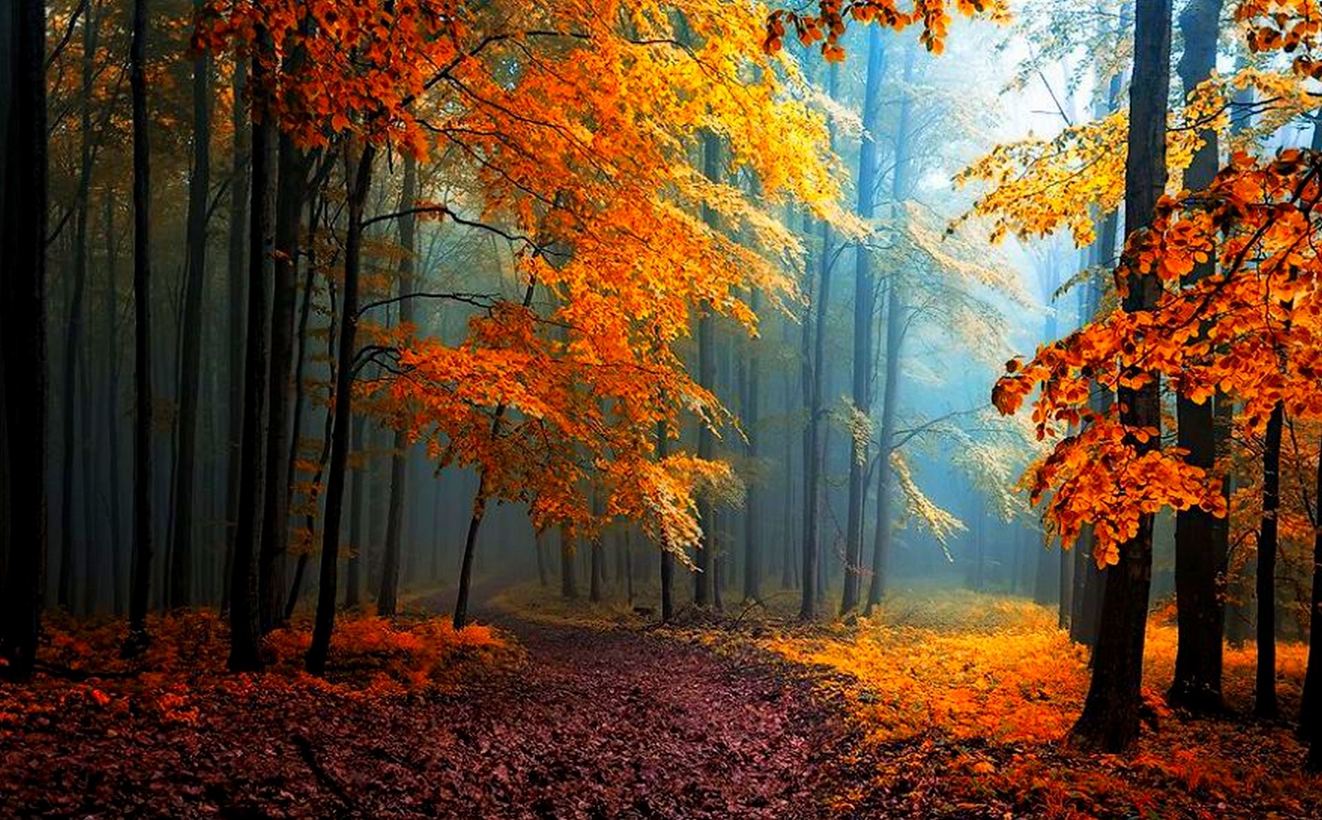 Виды осеннего леса. Осенний лес. Осень в лесу. Красивый осенний лес. Лес осенью.