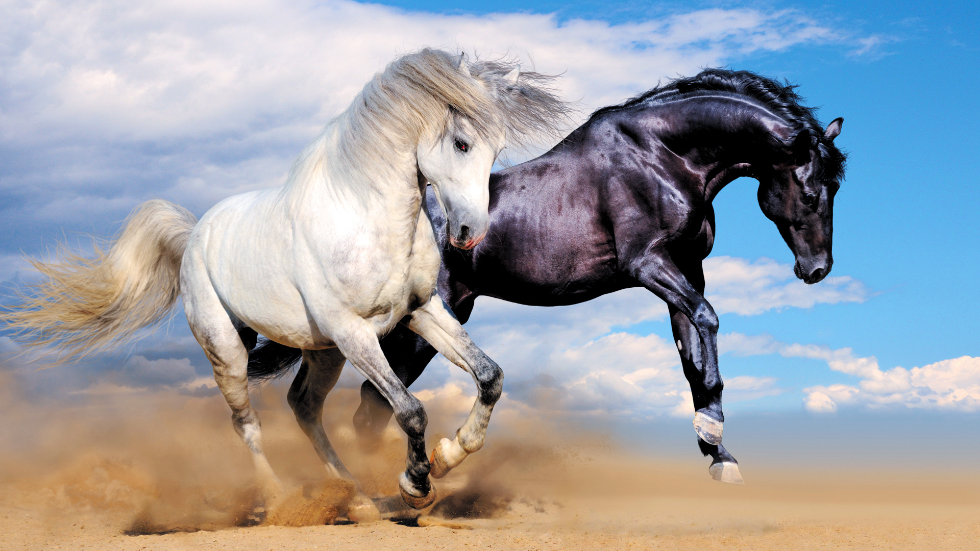Мустанг отлар. Красивый конь. Лошадь бежит. Красивые лошадки.
