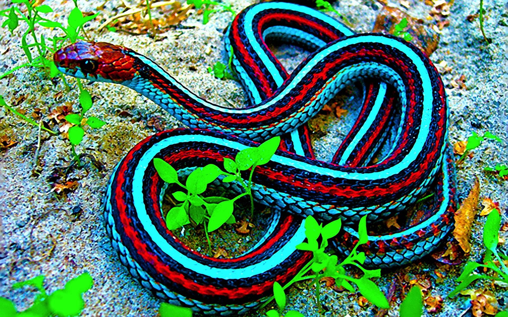 Самые красивые змей в мире. Калифорнийская подвязочная змея. Калифорнийский подвязочный уж. Краснобокая подвязочная змея. Красноголовый Крайт.