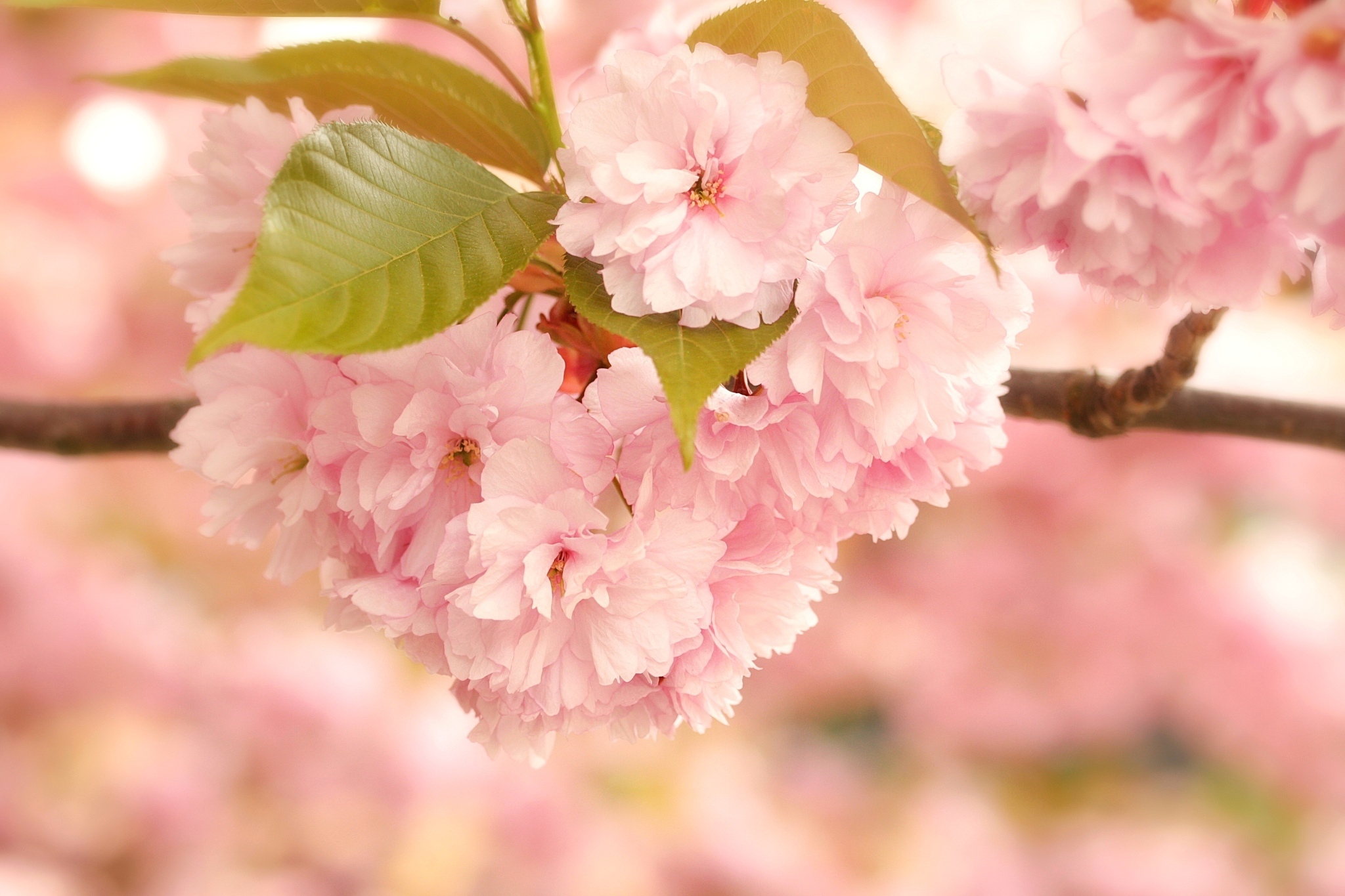 Сакура хорошее качество. Персиковая Сакура. Цветение розовой Сакуры. Сакура цветение листья. Розовые цветы Сакуры.