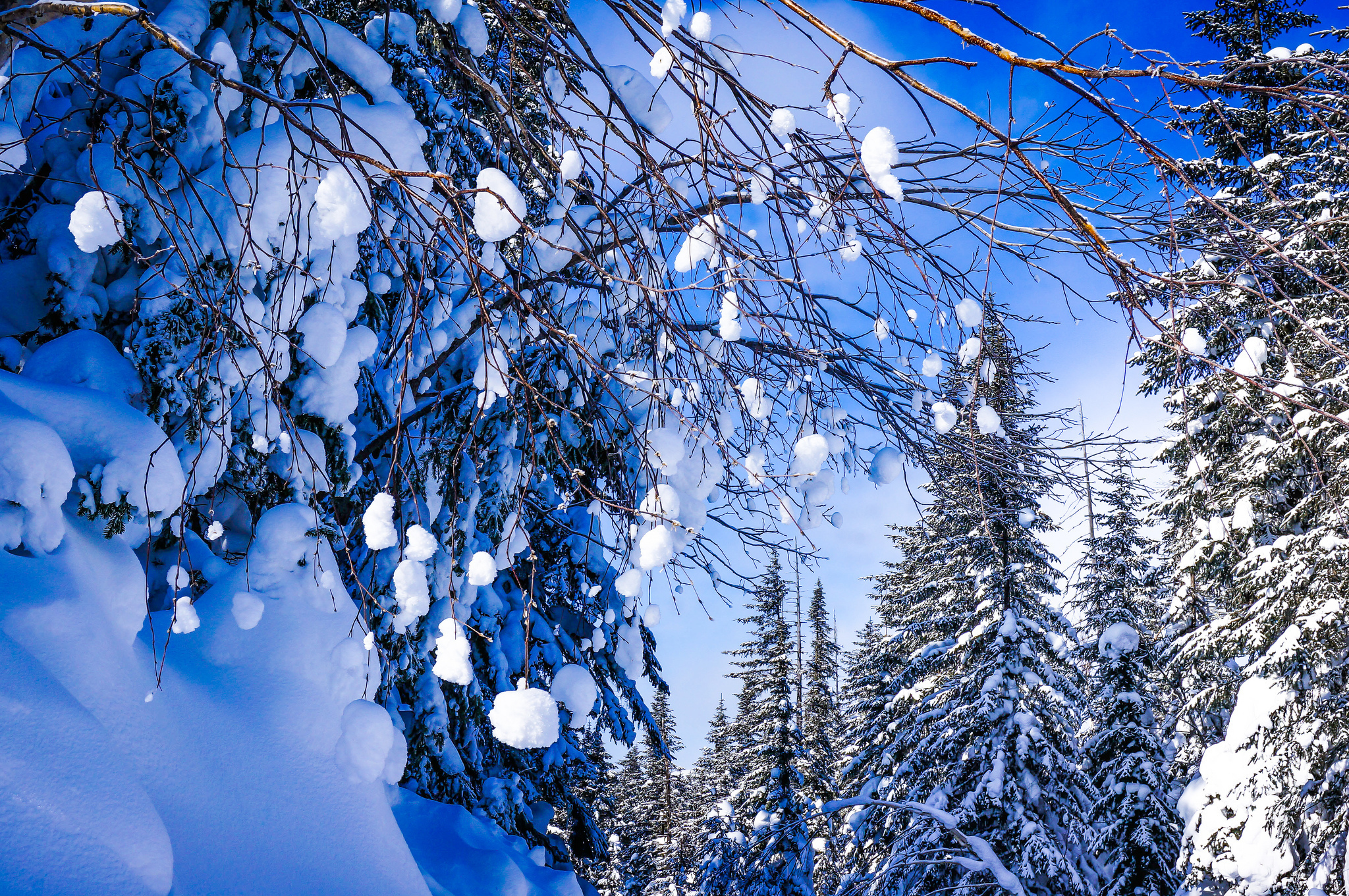 Красота зимнего леса. Зима снег. Красота зимы. Февраль природа. Красивая Снежная зима.