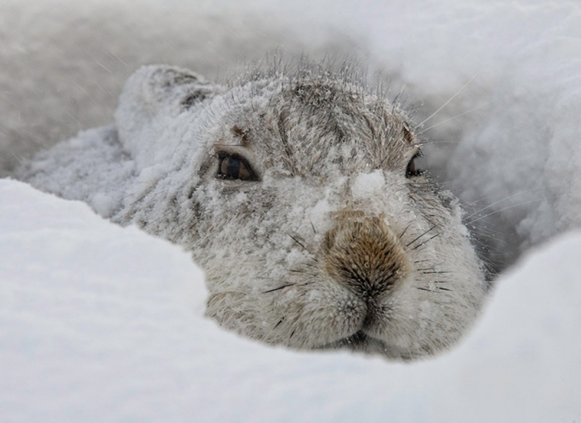 Заяц в сугробе. Животные в снегу. Заяц на снегу. Забавные животные зимой. Кролик в снегу.