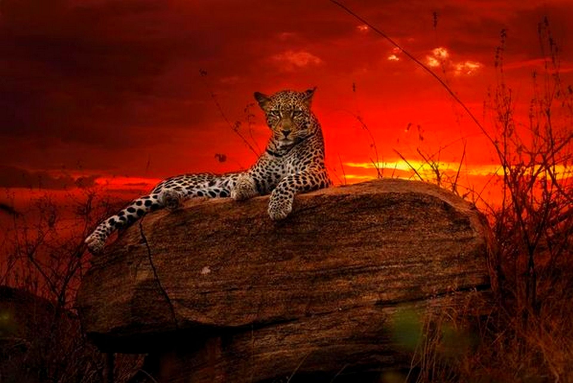 Дикая природа африки. Гепард на закате. Хищные животные. Леопард ночью. Леопард на закате.