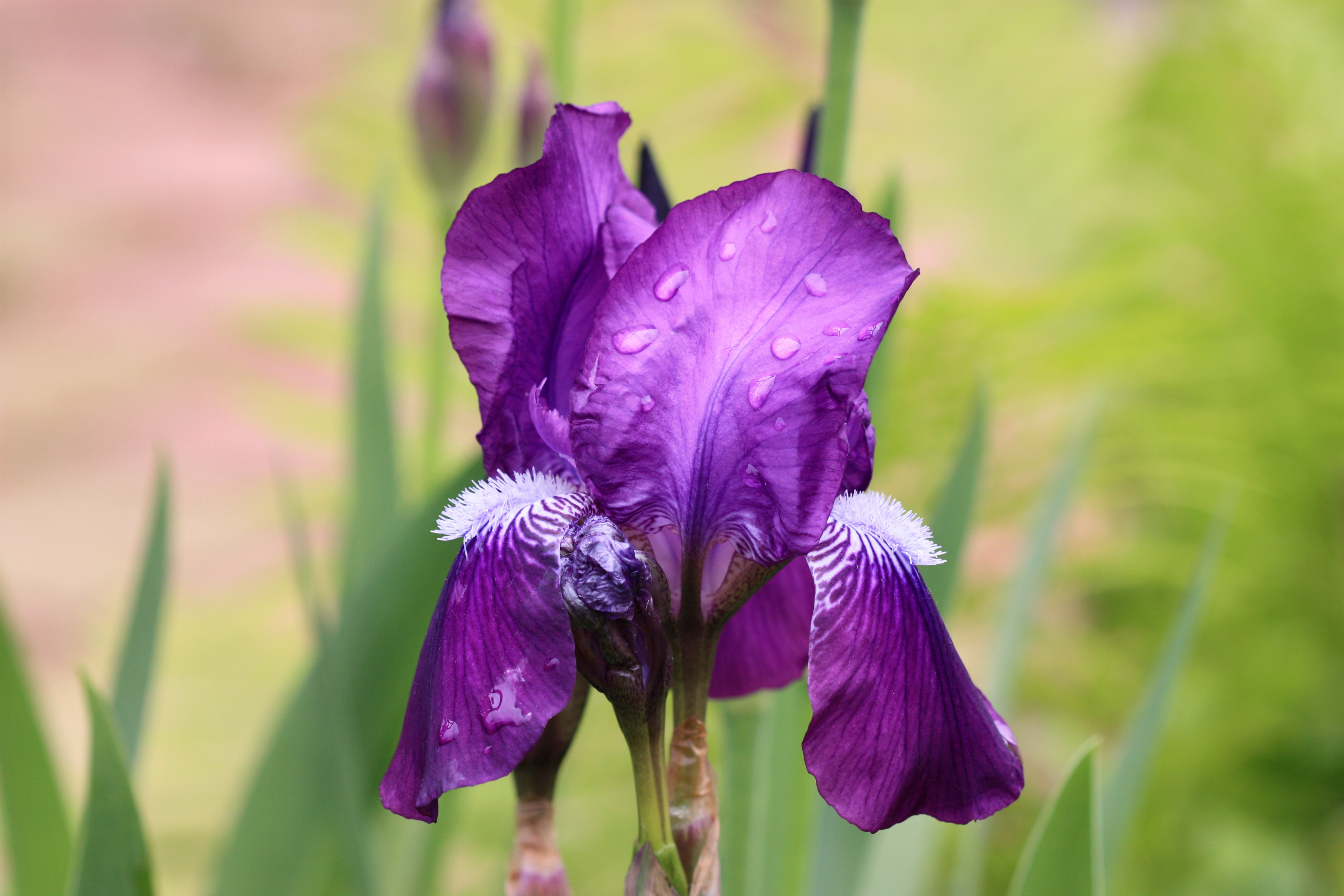 Какого цвета ирис цветок. Цветок Ирис Касатик. Ирис Касатик фиолетовый. Ирис фиолетовый обыкновенный. Ирис фиолетовый (Iris camillae f. violacea).