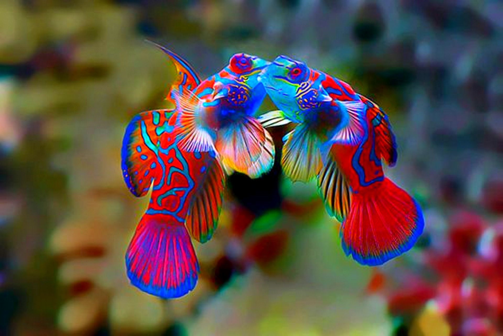 Мир аквариумных рыбок. Аквариумная рыбка Мандаринка. Мандаринка (китайский окунь). Рыбка Мандаринка звездчатая. Мандаринка красная рыбка.
