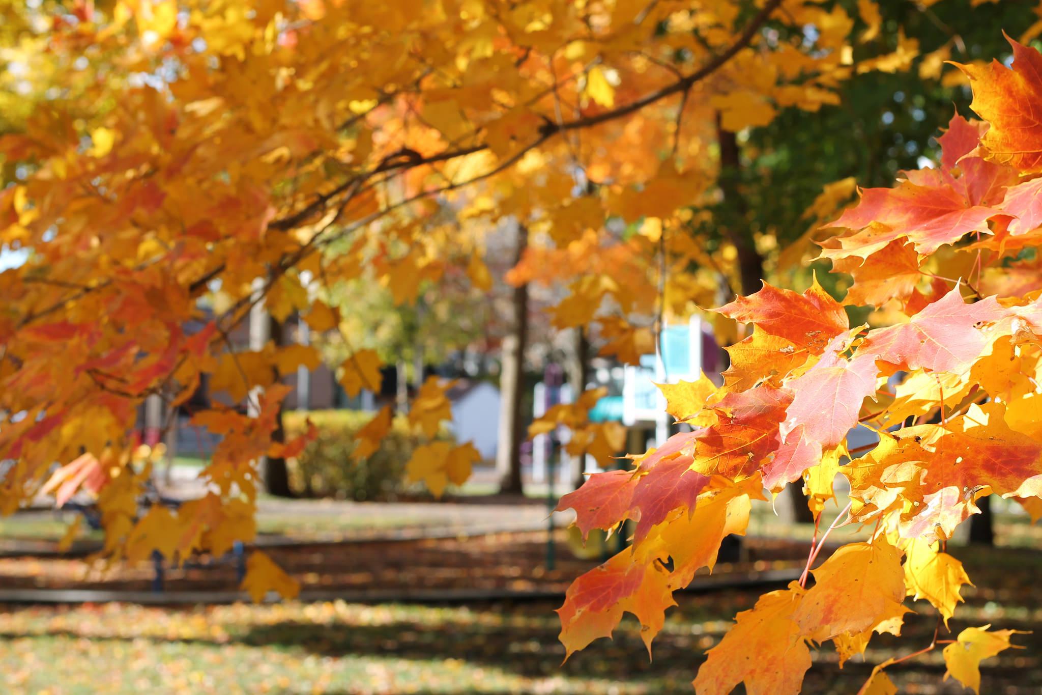 В парк пришла осень. Осенний парк. Осень клен. Осенние листья парк. Осенний парк клен.