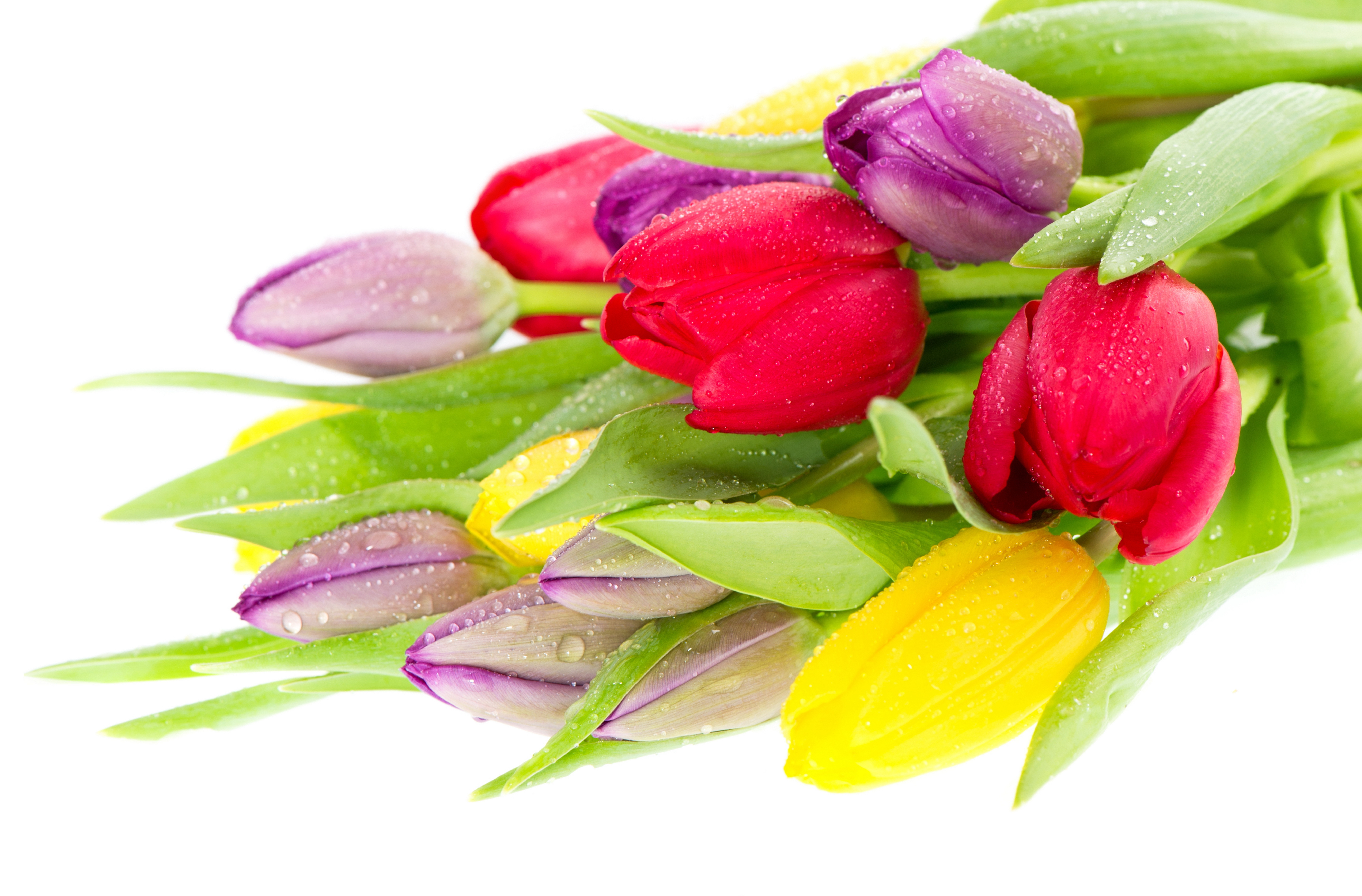 Открытки букеты тюльпанов красивые. Цветы тюльпаны. Букет тюльпанов. Букет разноцветных тюльпанов. Тюльпаны на белом фоне.