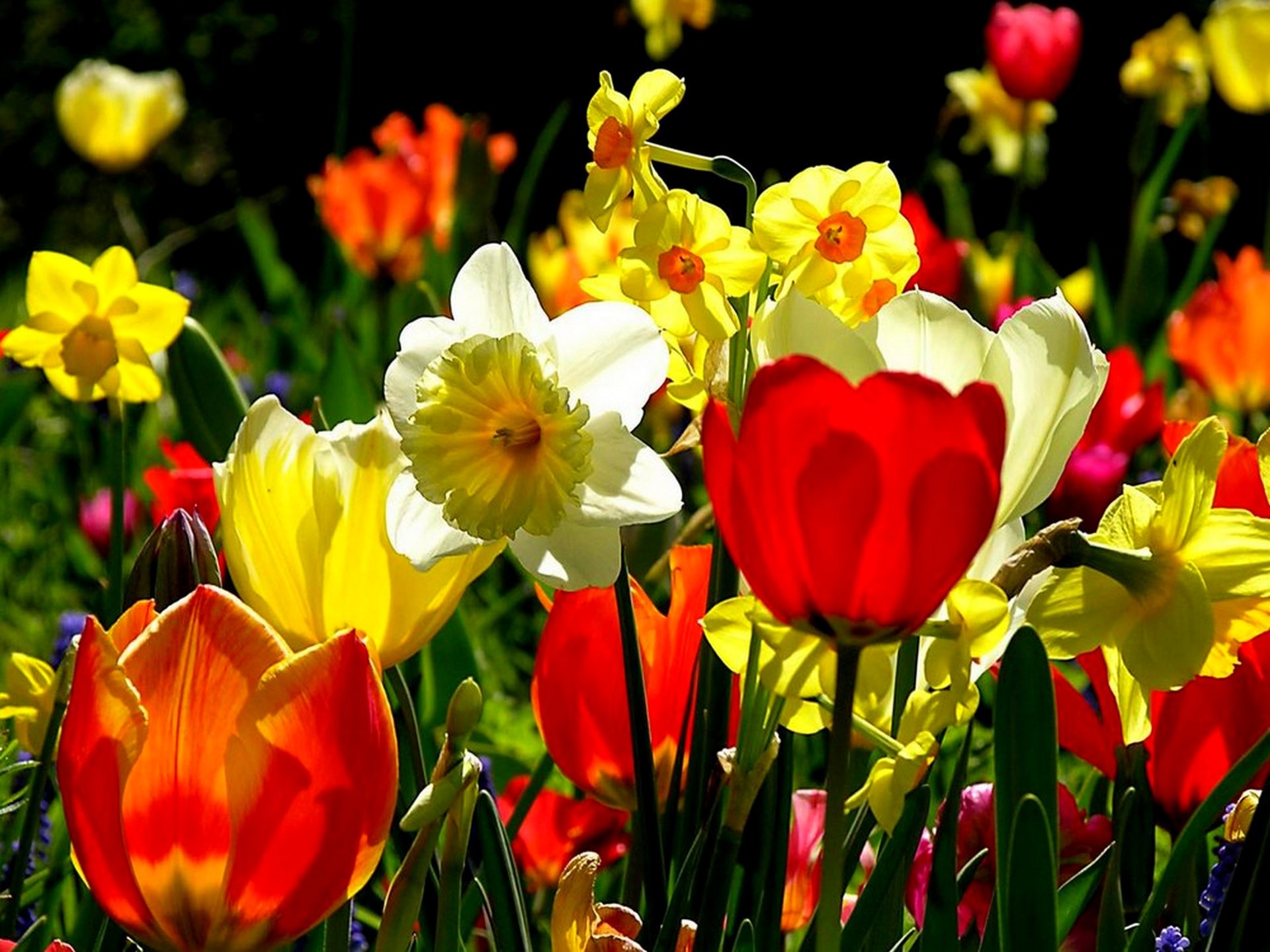 Цветы весны фото красивые. Тюльпан красный Крокус. Тюльпан Полистар. Нарциссы тюльпановые. Тюльпаны и нарциссы.