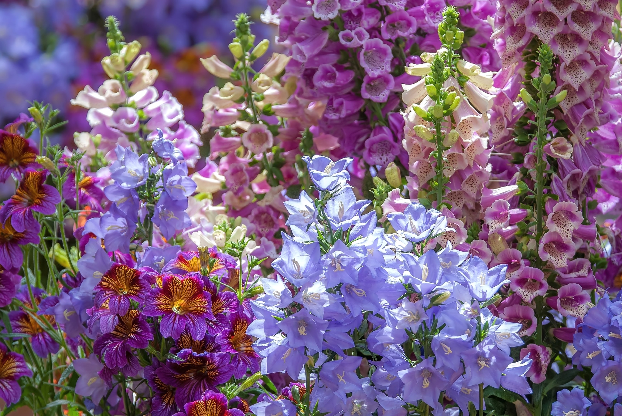 Фото красивых цветов для сада и названия. Дигиталис, наперстянка, сальпиглоссис,. Дигиталис наперстянка. Колокольчик наперстянка. Наперстянка колокольчики цветы.