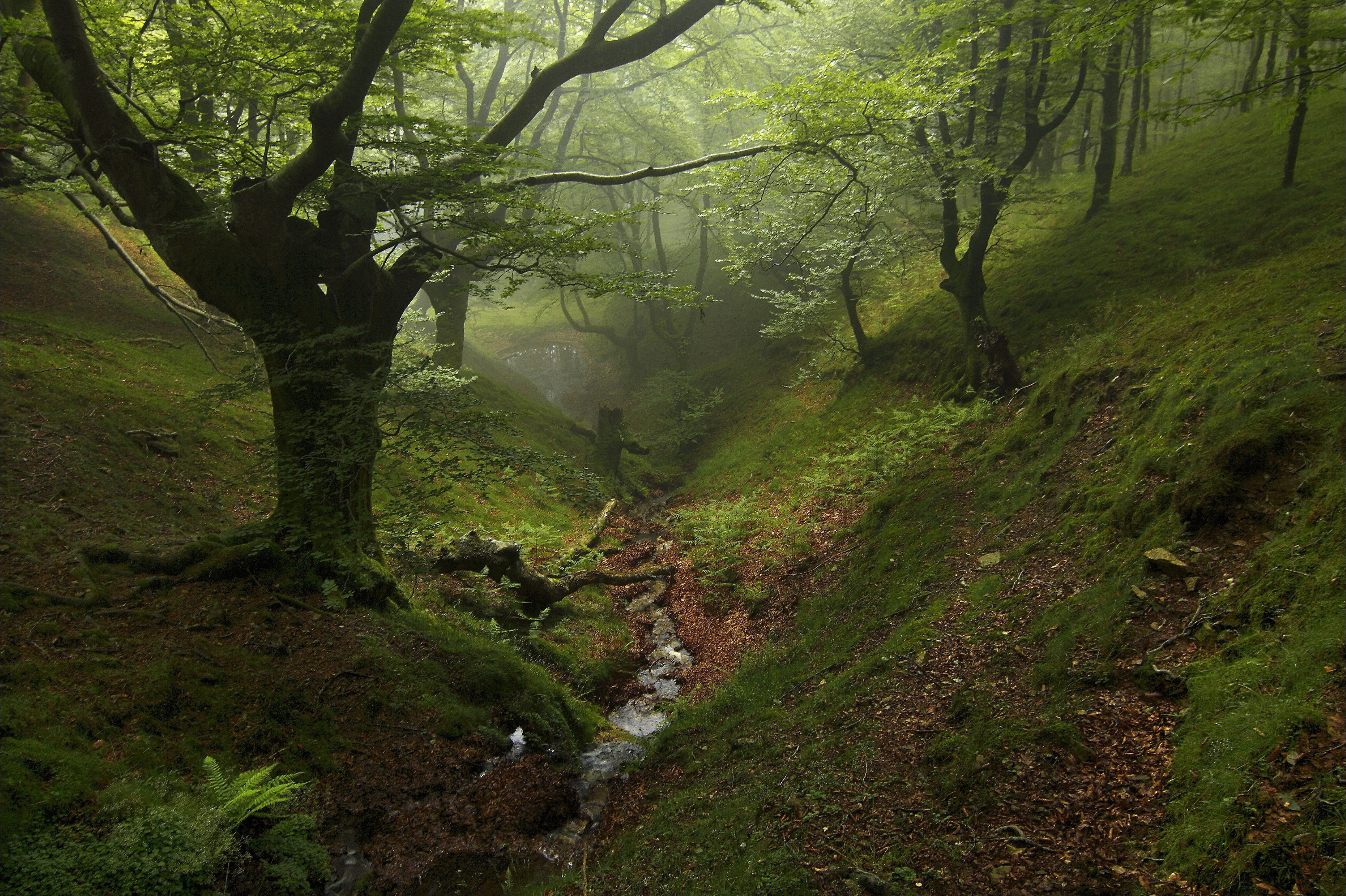 Долина заросшая лесом. Шервудский лес каменный мост. Природный парк Горбеа. Буковый лес на Бештау.