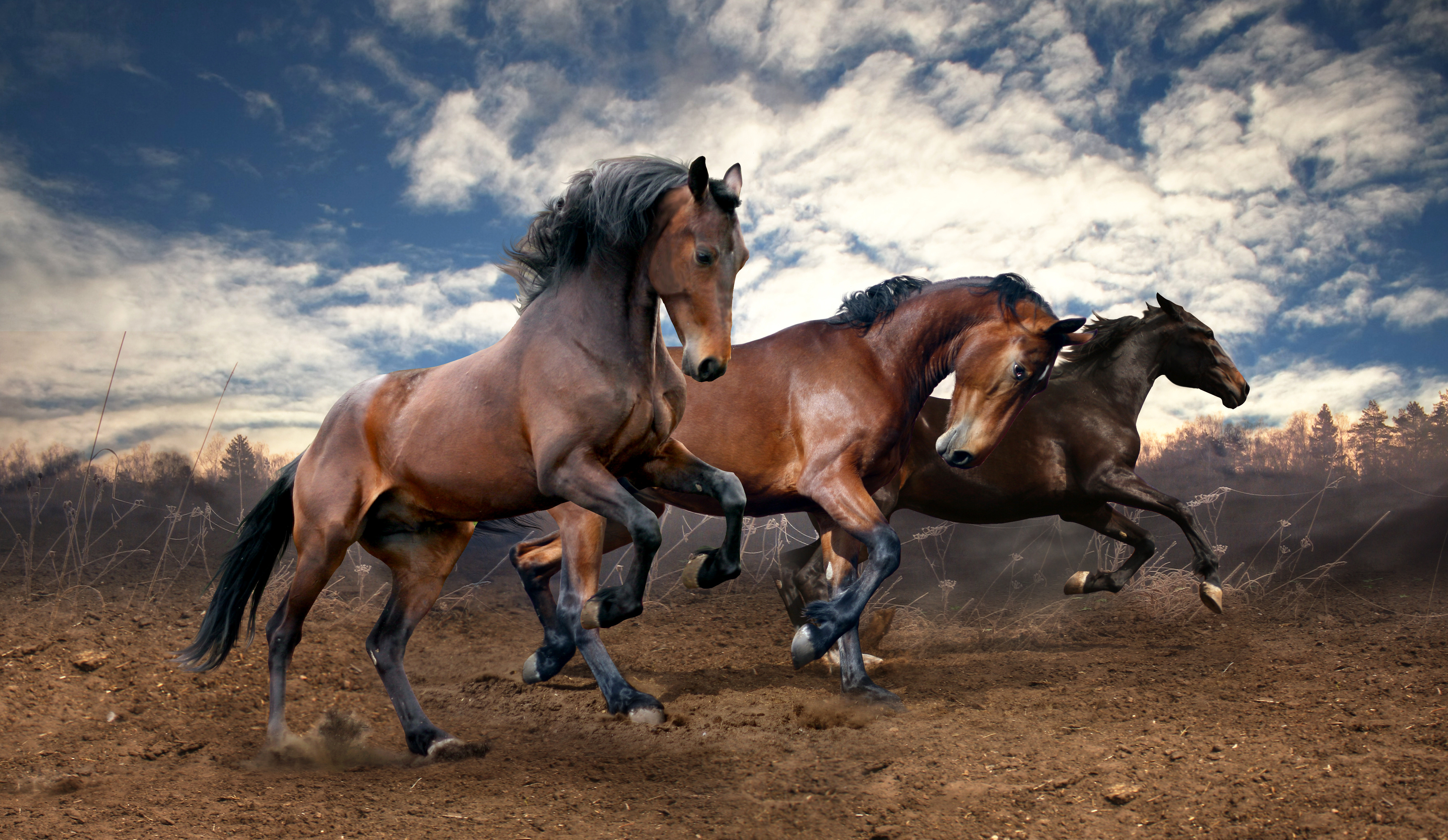 Caballo cuanto cuesta