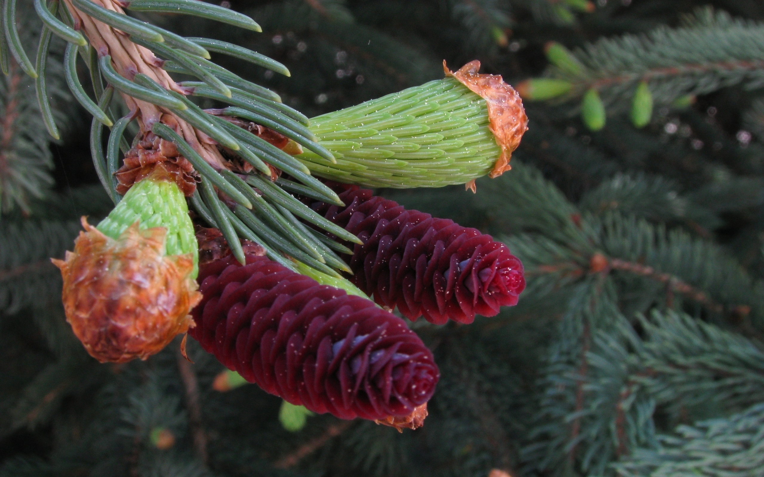 Красные ели в природе. Ель Сибирская Picea obovata. Ель обыкновенная микростробилы. Сибирская пихта цветет. Хвойные Голосеменные растения ель.