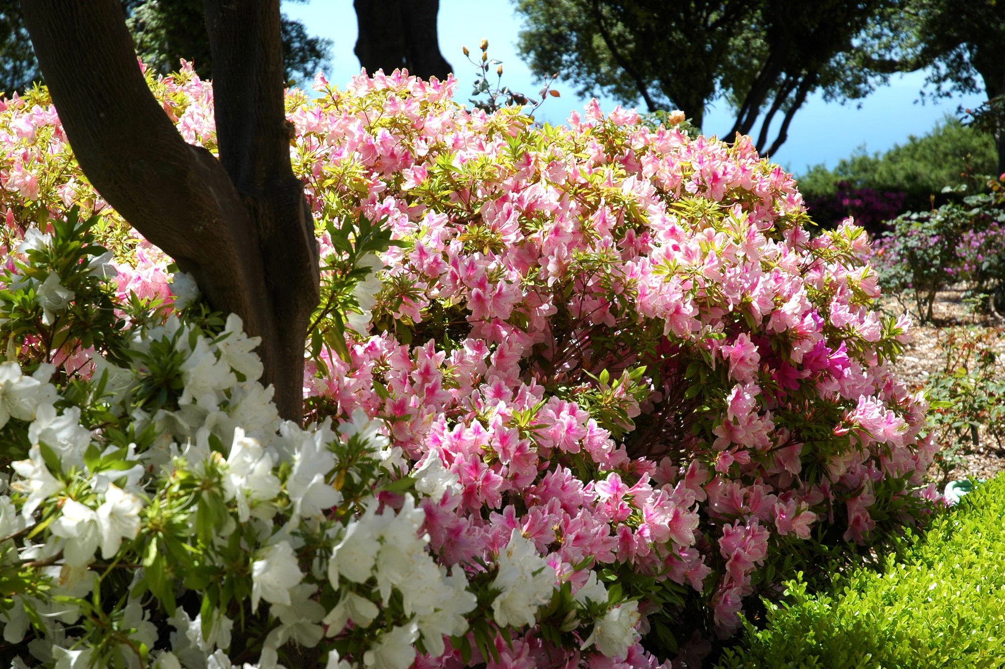 Название красивых кустарников цветущих. Рододендрон кустарник. Цветущий кустарник рододендрон.