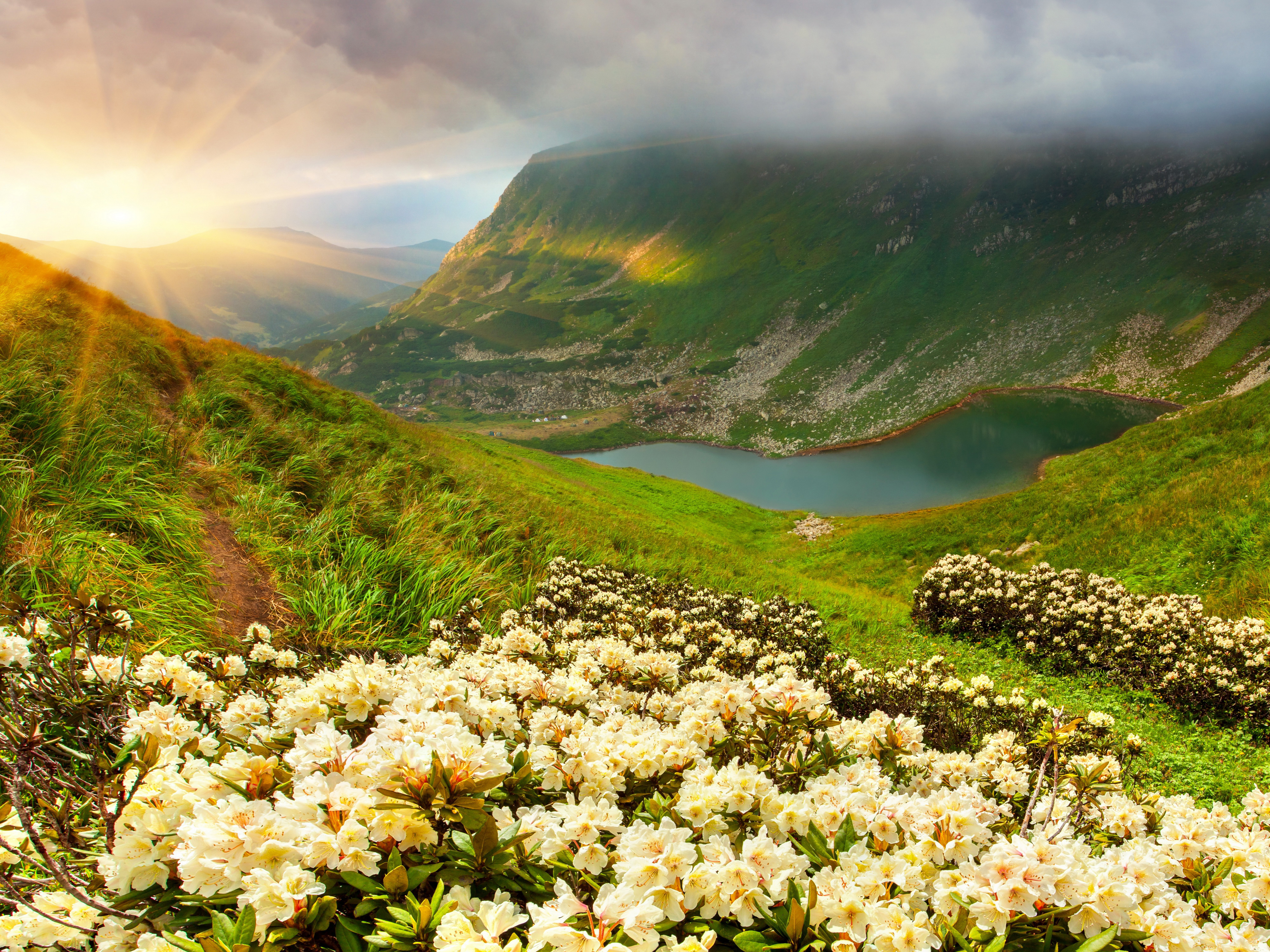 Прекрасно. Альпийские Луга Швейцария. Цветущая Долина Кавказа. Альпийские Луга рододендрон. Горы и цветущие Долины.