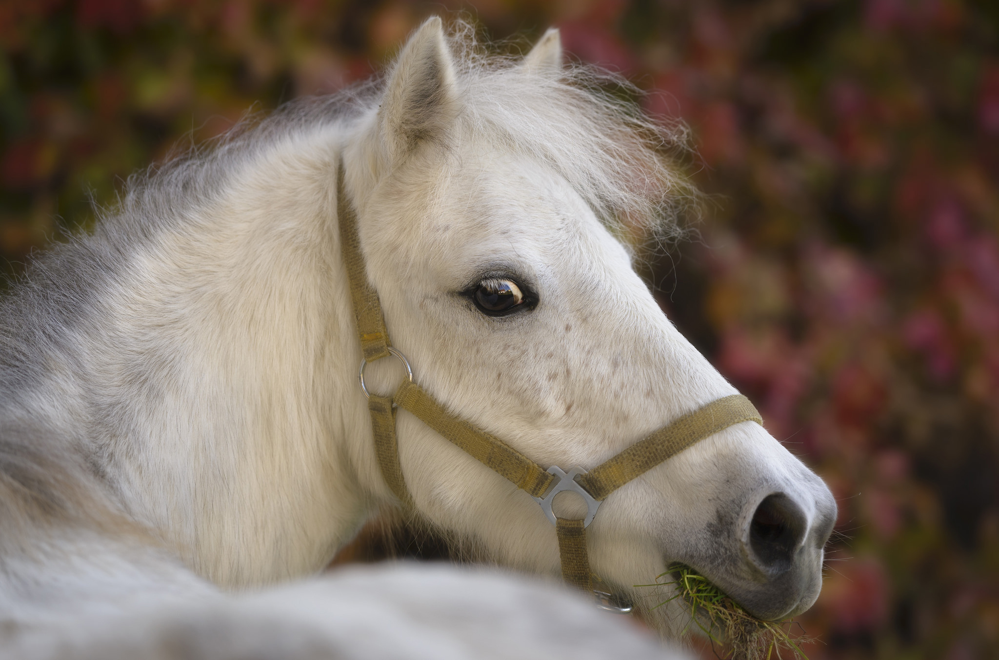 Лошадки 1 5. Шетландский пони. Белая лошадь. Морда лошади. Морда белой лошади.