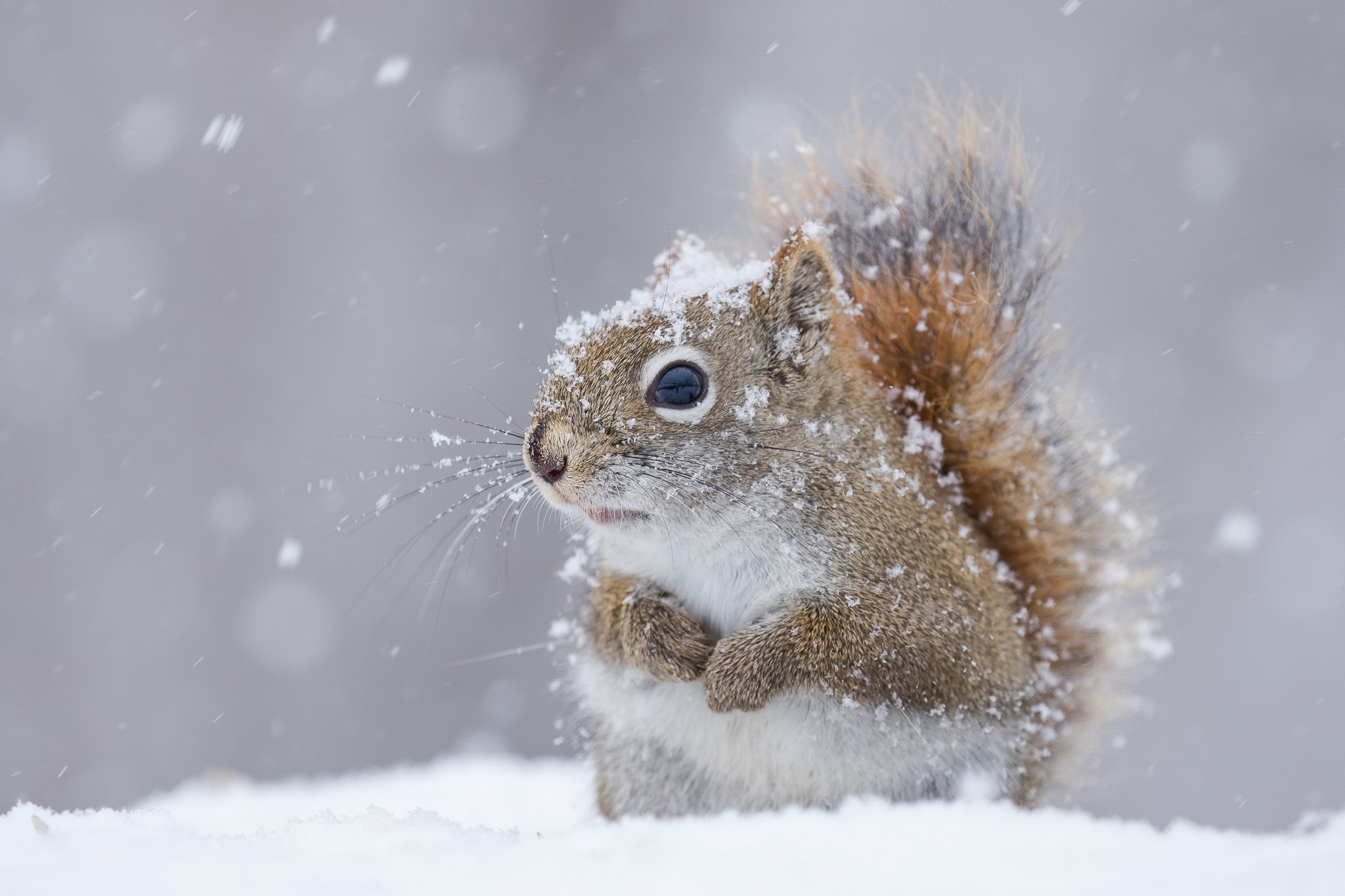Животные перед зимой. Зимние животные. Звери в снегу. Зима звери. Белочка в снегу.