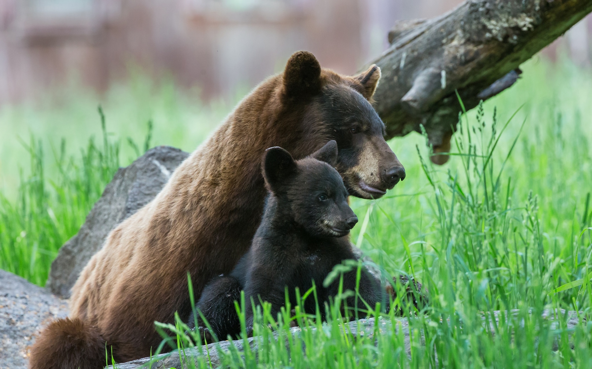 Звери про медведь. Медведица с медвежатами. Два медвежонка. Медведь с медвежонком. Медвежонок с мамой.