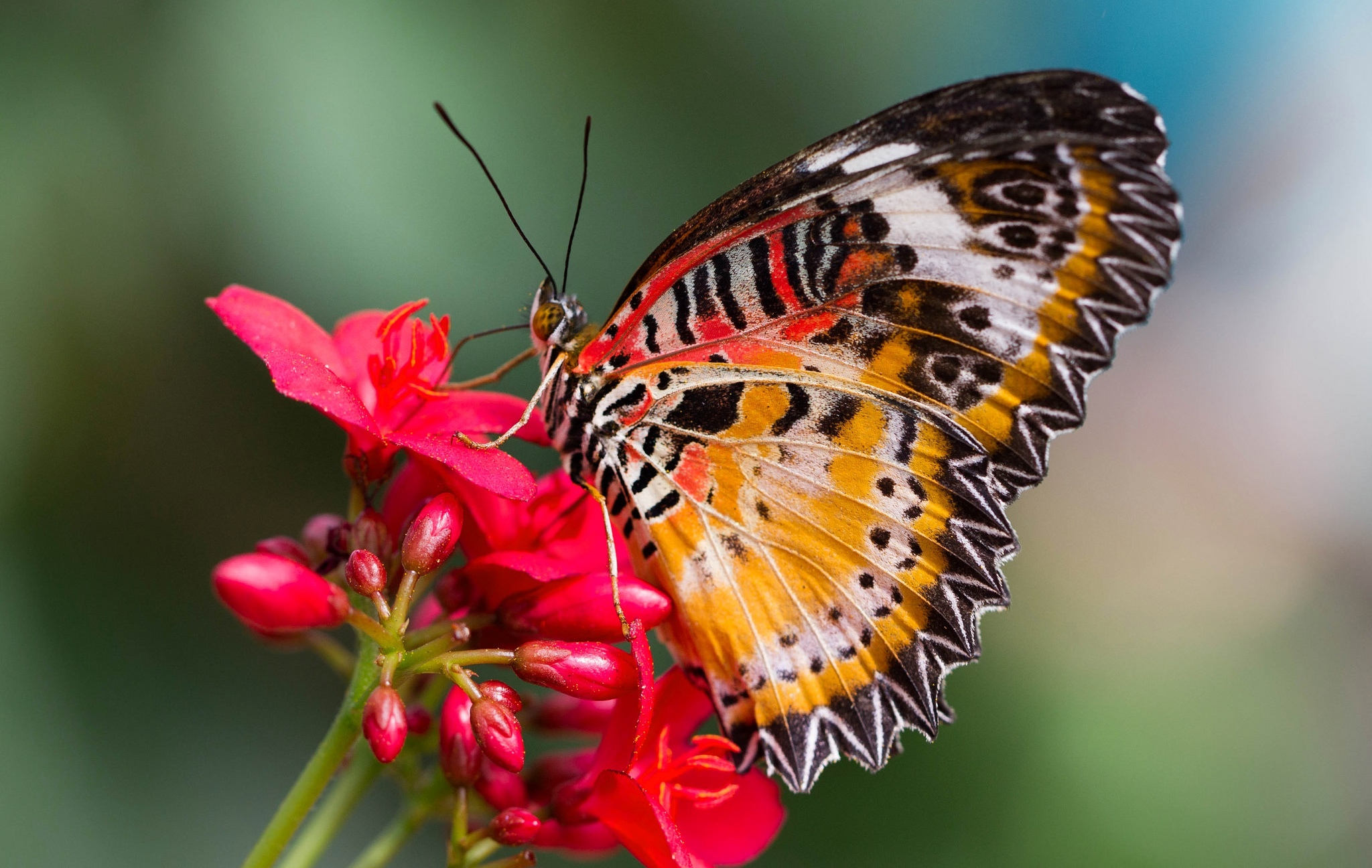 Cethosia hypsea hypsea