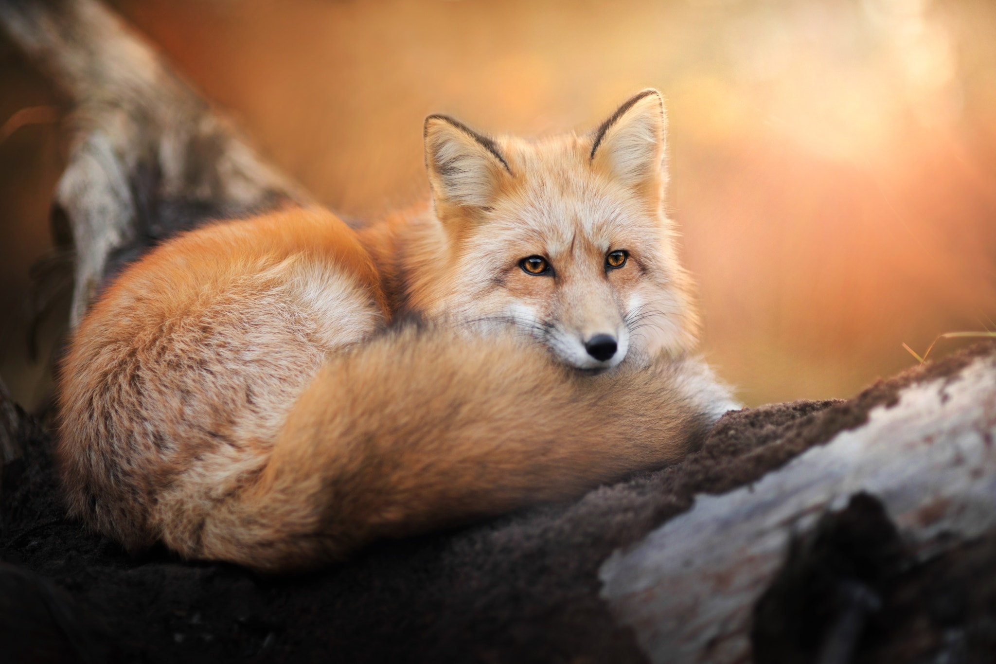 Foxes youtube. Лиса. Фото лисы. Красивая лисица. Красивые животные.