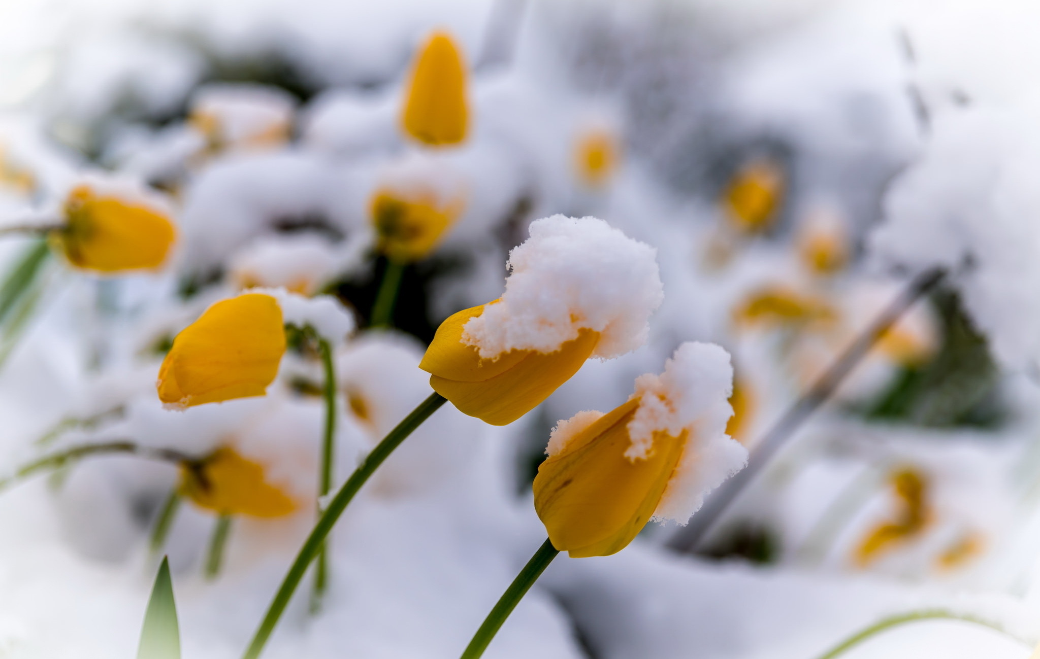 Весенний снежок. Цветы в снегу. Весенние цветы в снегу. Весенние тюльпаны в снегу.